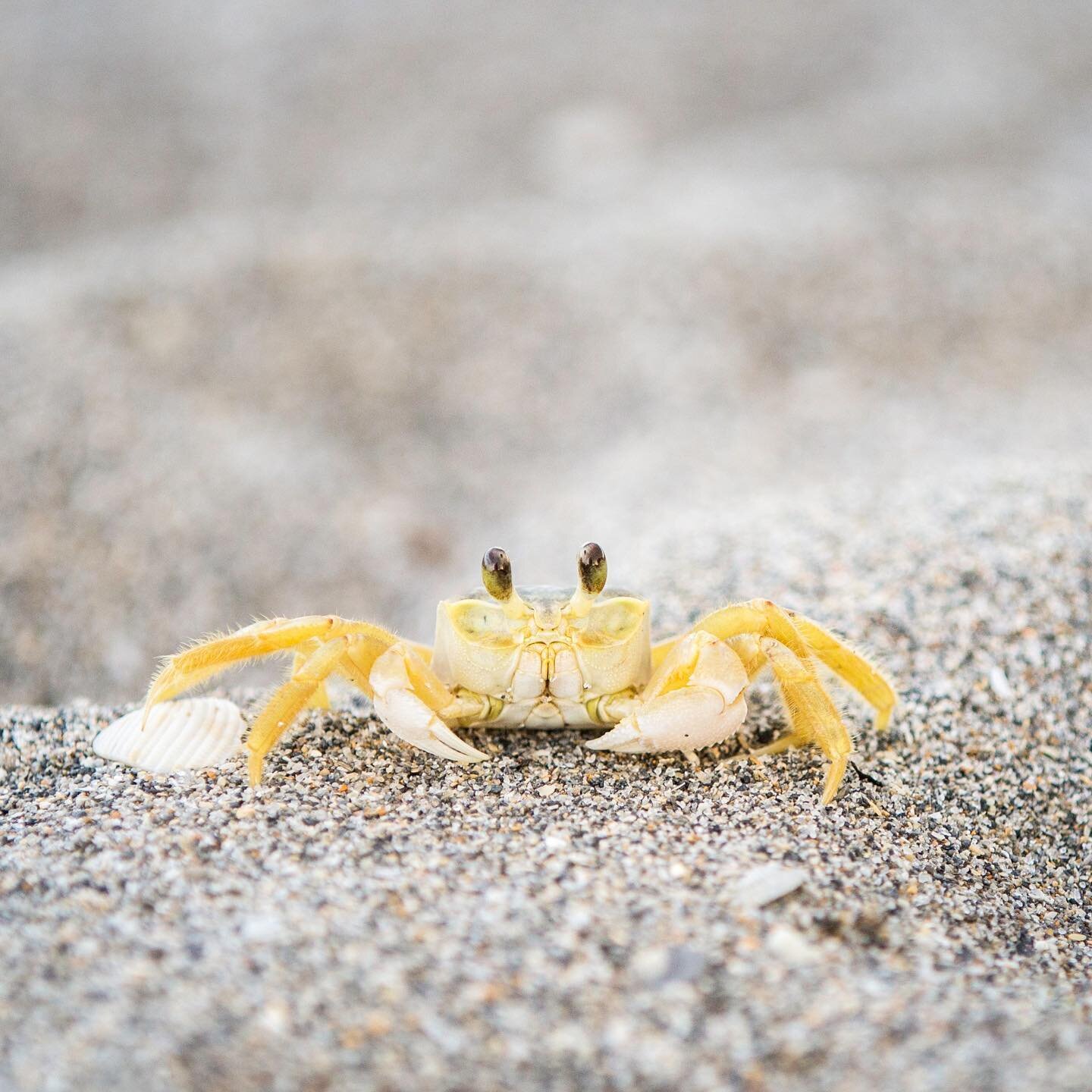 Atlantic Ghost Crab at Carlin Park 🦀 Did you know, their burrows can be up to four feet deep?

#beachlife #wildlifewednesday #floridawildlife #discoverjupiterfl #jupiterfl #palmbeach #florida #explorida
