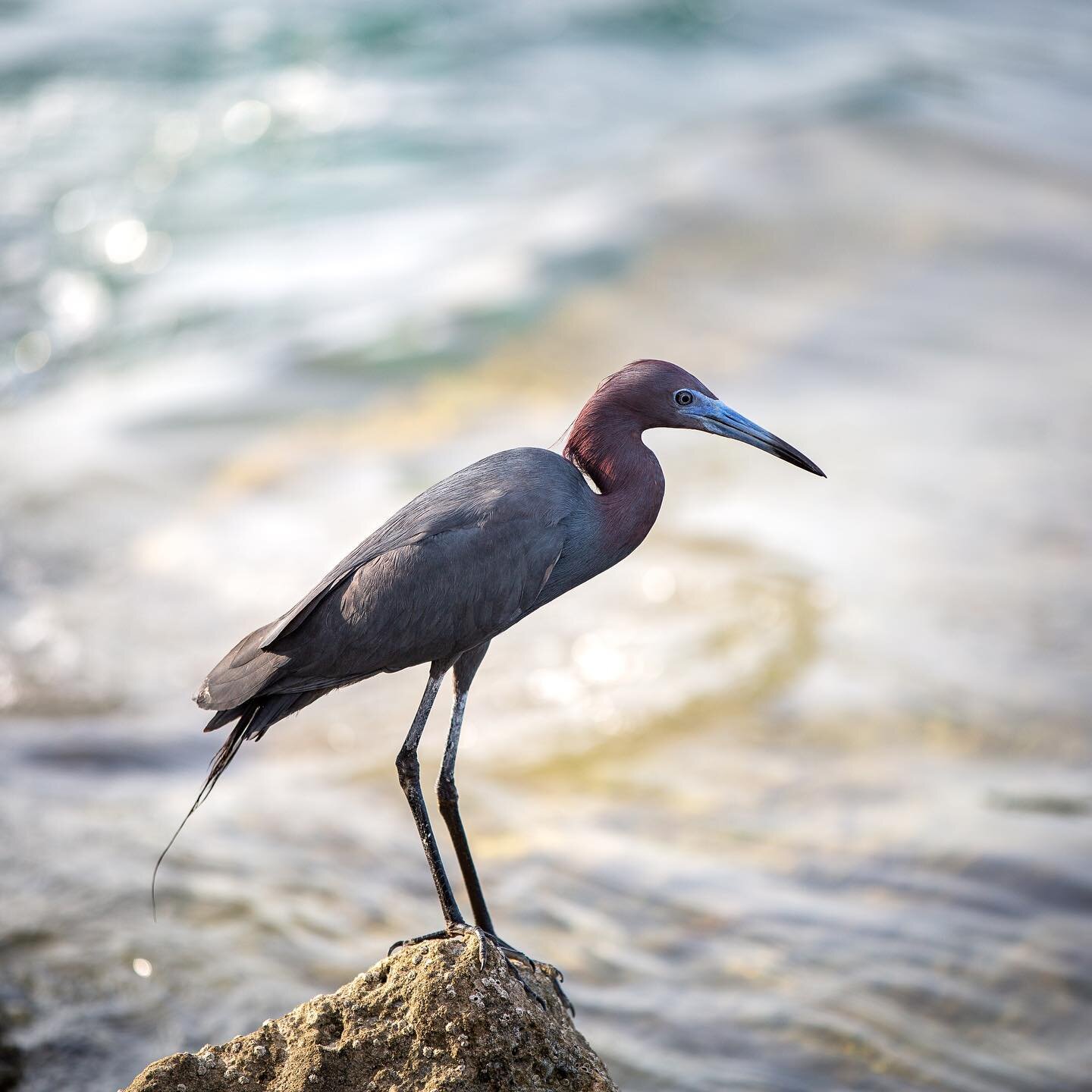 This #littleblueheron was enjoying the inlet this evening as much as the people were.

#discoverjupiterfl
