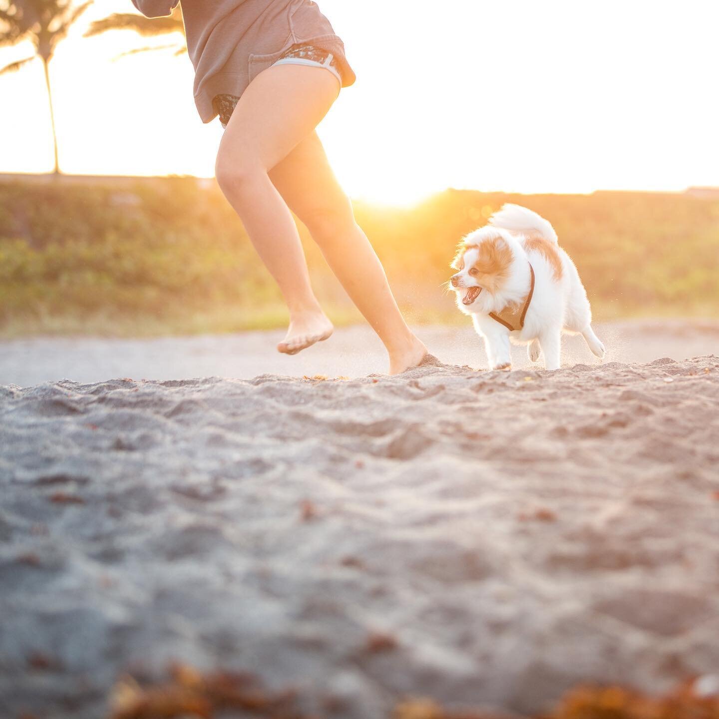 Have you and your 🐶 pal been out to enjoy the Jupiter Dog Beach?

This dog-friendly shoreline stretches from beach marker #25 north up to the south end of Carlin Park.

#discoverjupiterfl