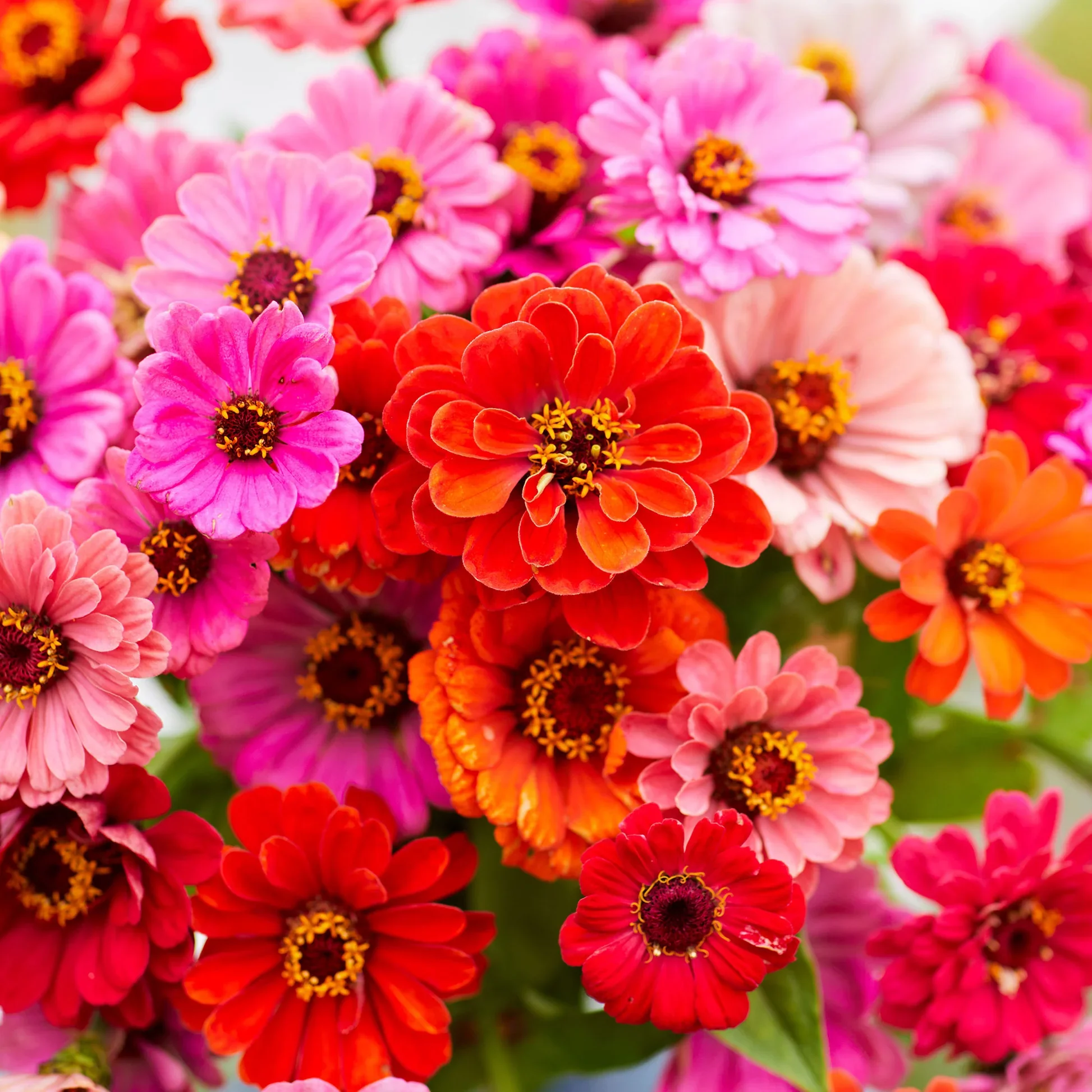 zinnia-dahlia-mix-mac-2.jpg.webp