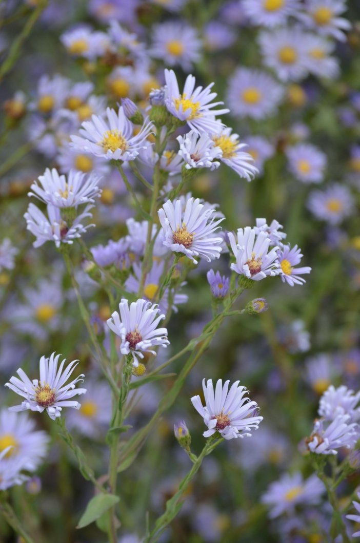 Symphyotrichum-laeve-Smooth-Blue-Aster-Flowers.jpg