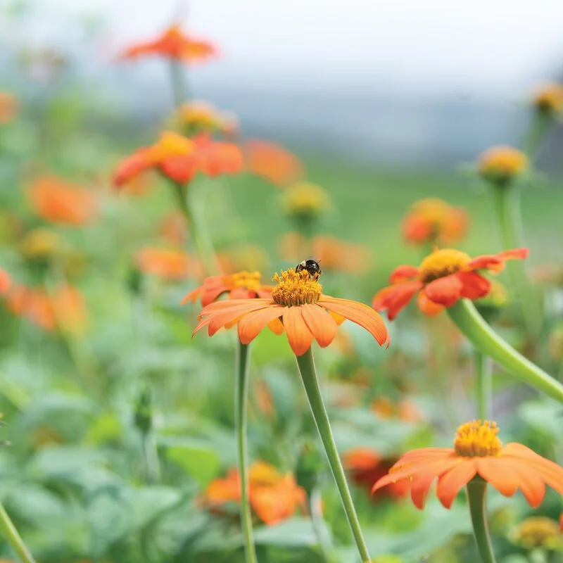 3784_01_mexicansunflower.jpg