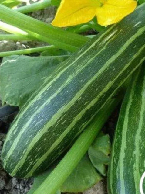 cocozelle-zucchini-squash-comp.jpg.png
