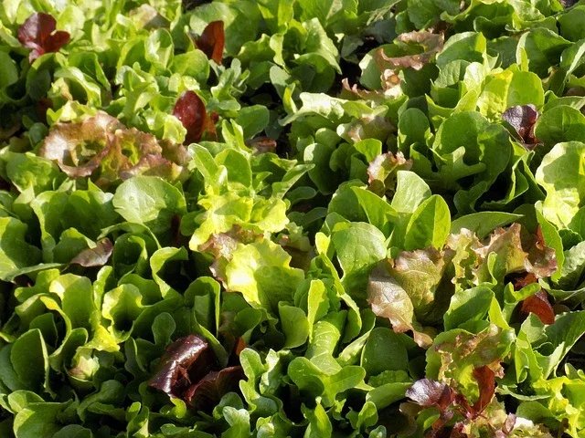 mesclun.jpg.webp