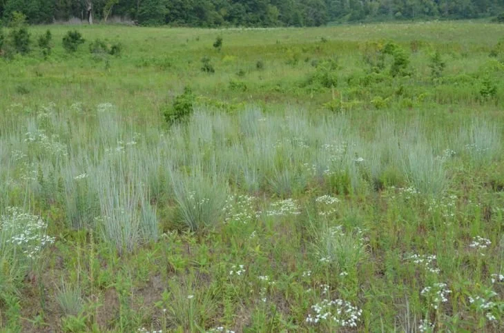 schizachyrium-scoparium-little-bluestem_dry-sand-prairie_730x483.jpg