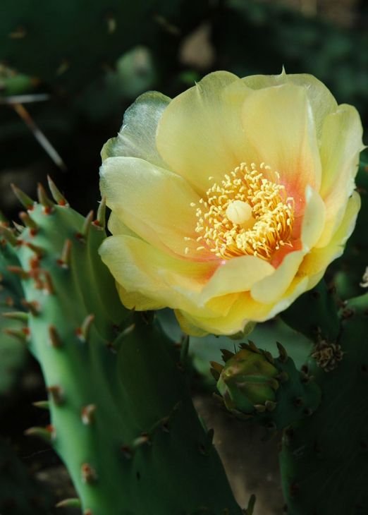 Opuntia-cespitosa-eastern-prickly-pear-cactus_522x730.jpg