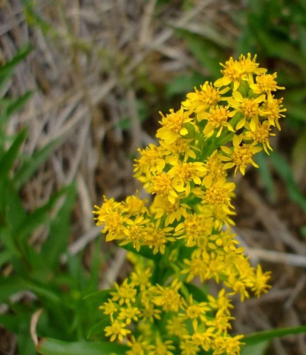 solidago-sempervirens-seaside-goldenrod-photo-J.Ausmus_629x730.jpg