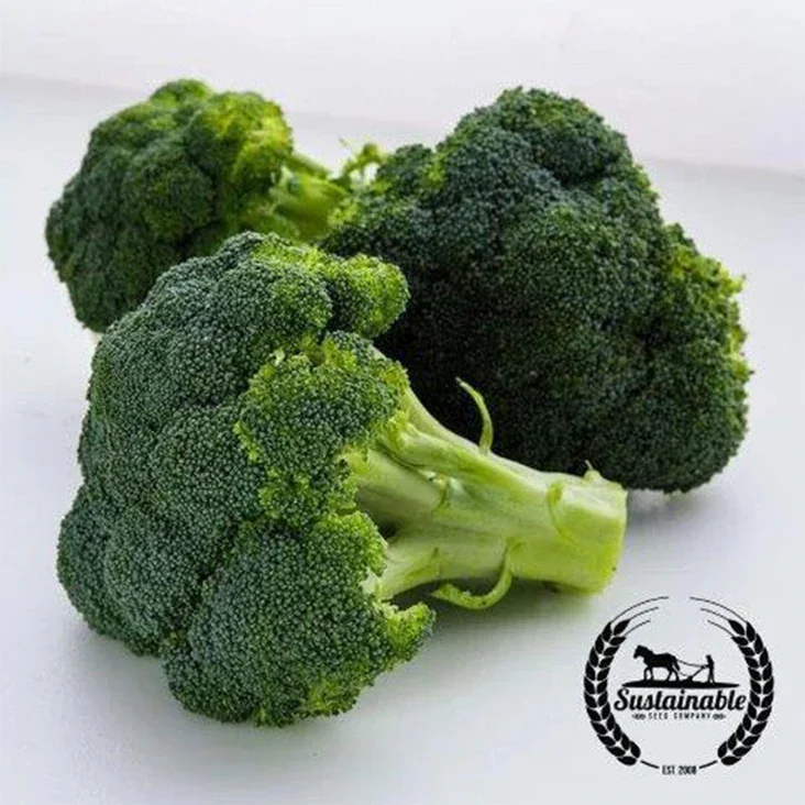 Broccoli Waltham 29