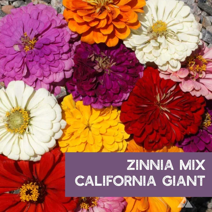 Zinnia Seeds - California Giant Mix