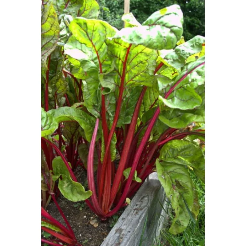 cardinal-swiss-chard-54-days-vegetables-pinetree-garden-seeds-143.jpg.webp