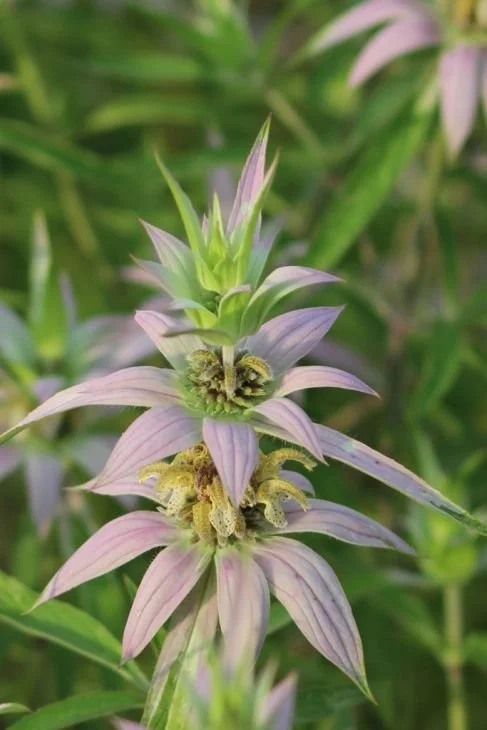 Monarda-punctata-Spotted-Bee-Balm_487x730.jpg