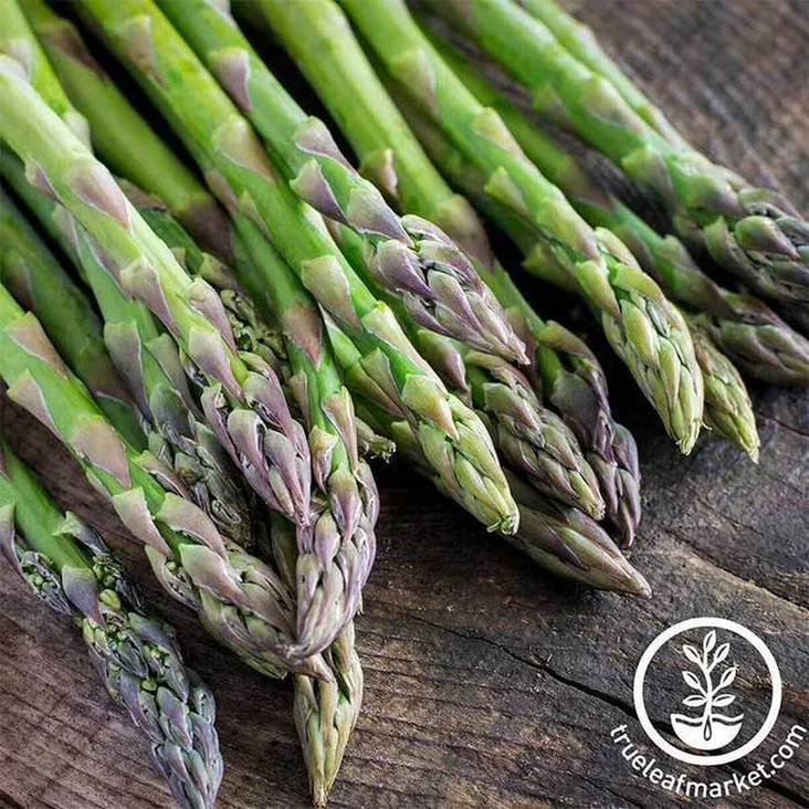 Asparagus Seeds - Mary Washington