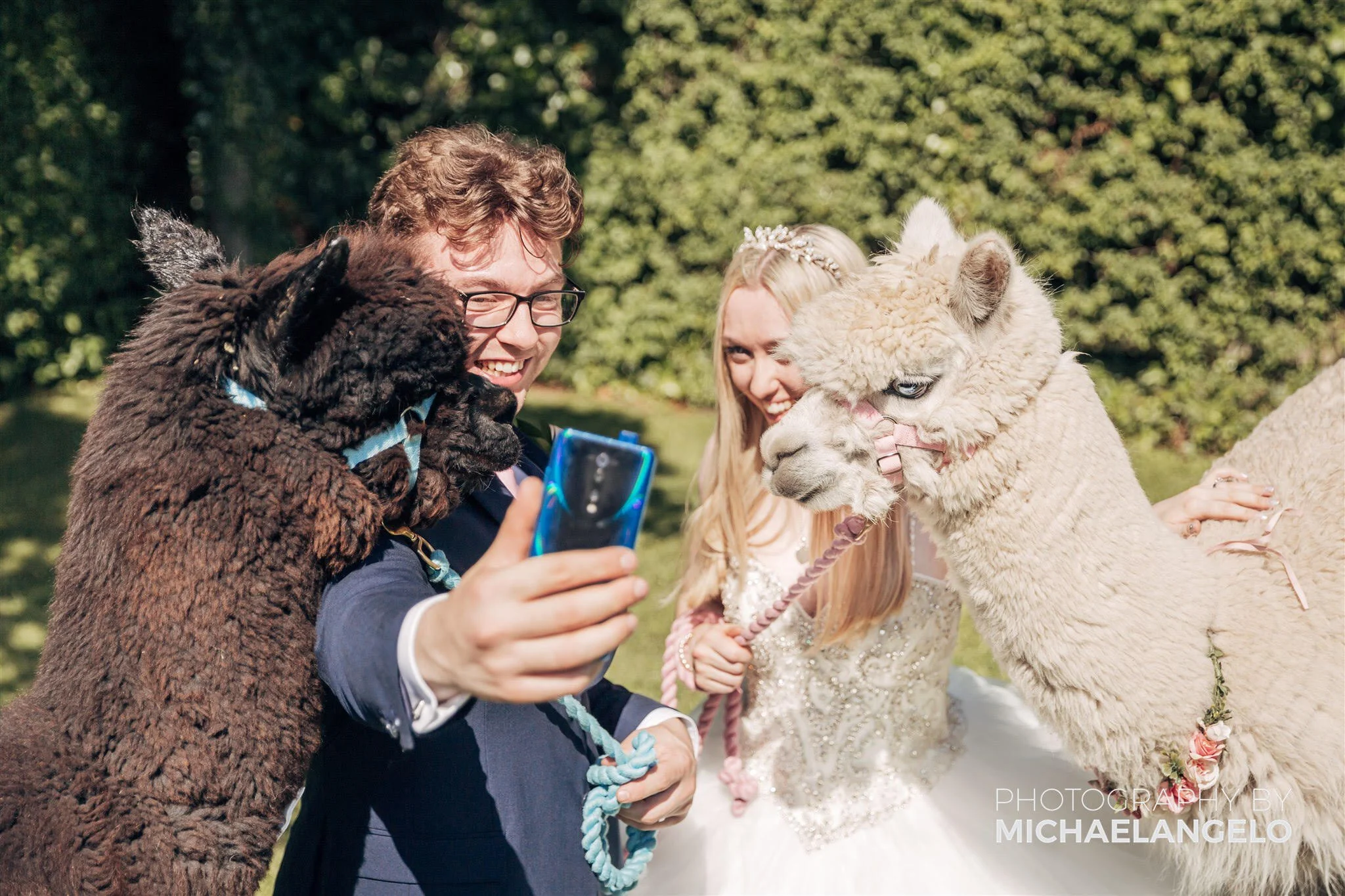 alpacawedding2.jpg