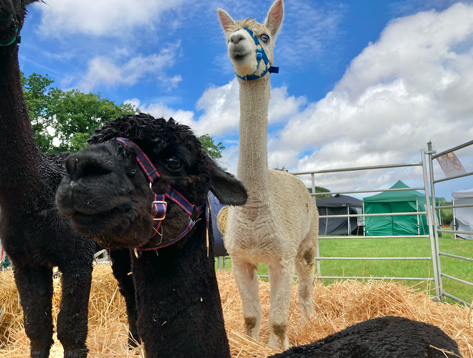 Screen Shot 2021-10-23 at 10.04.56.png