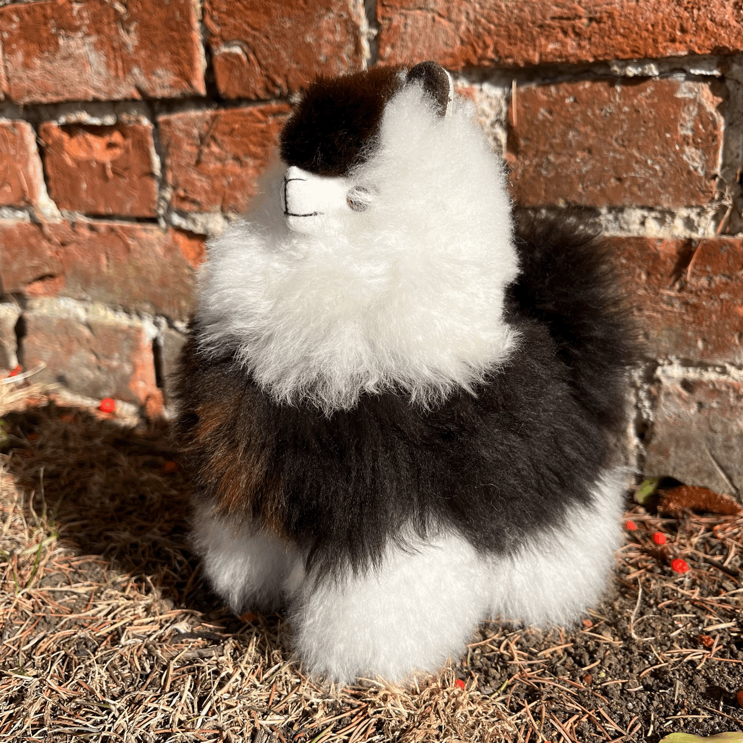 tempImageG5kCn3.gif
