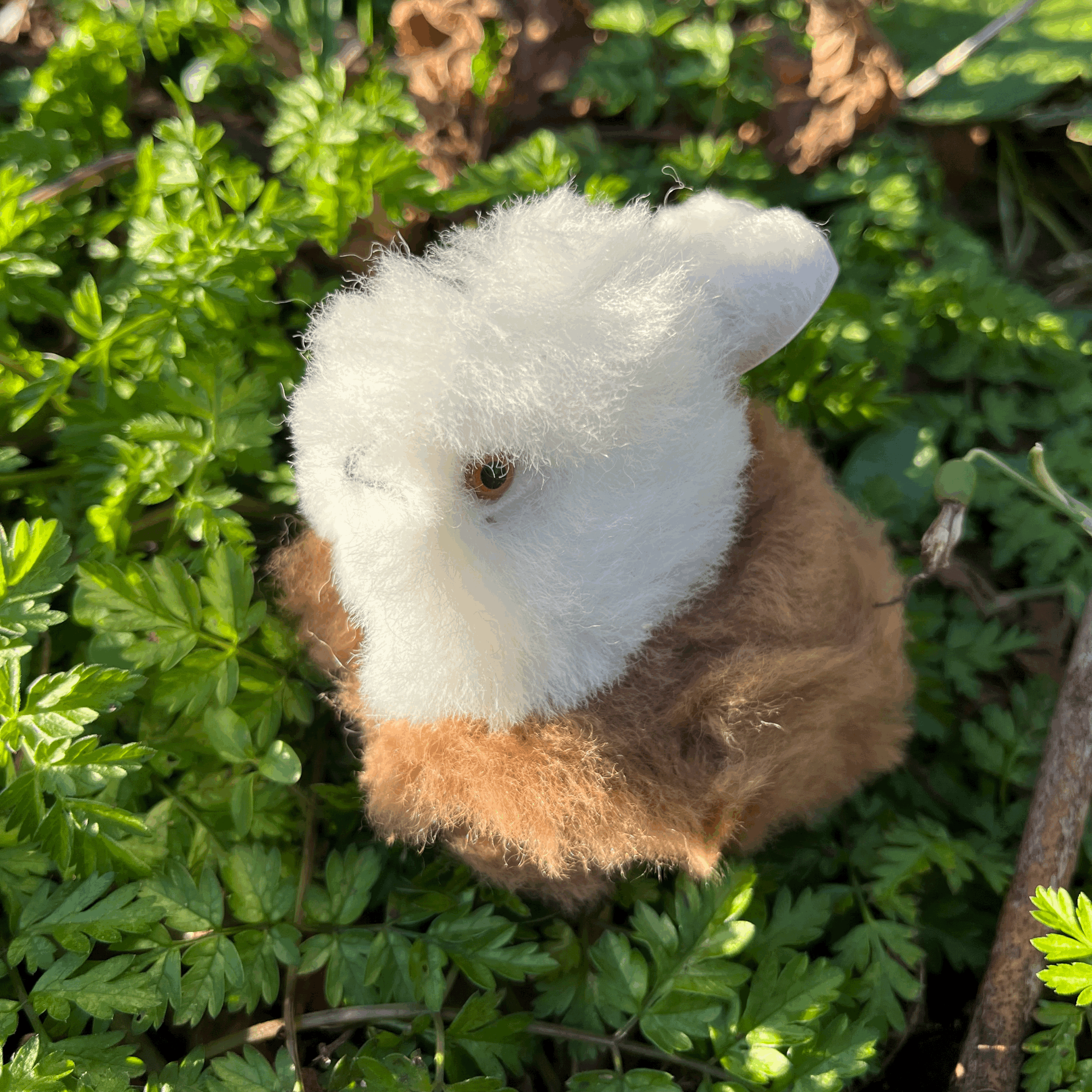 tempImageOWP9Bd.gif