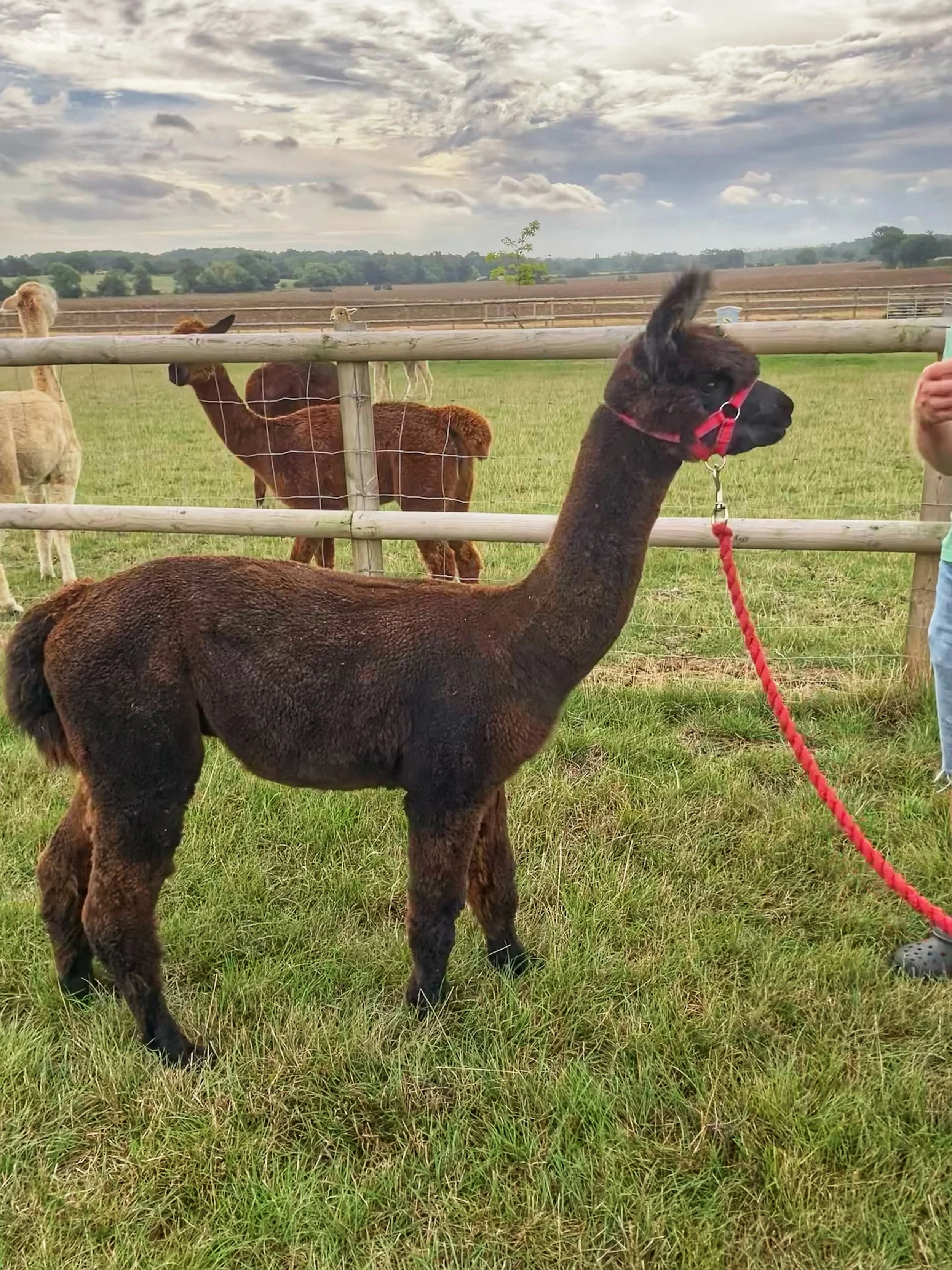 Dark brown alpaca male for sale