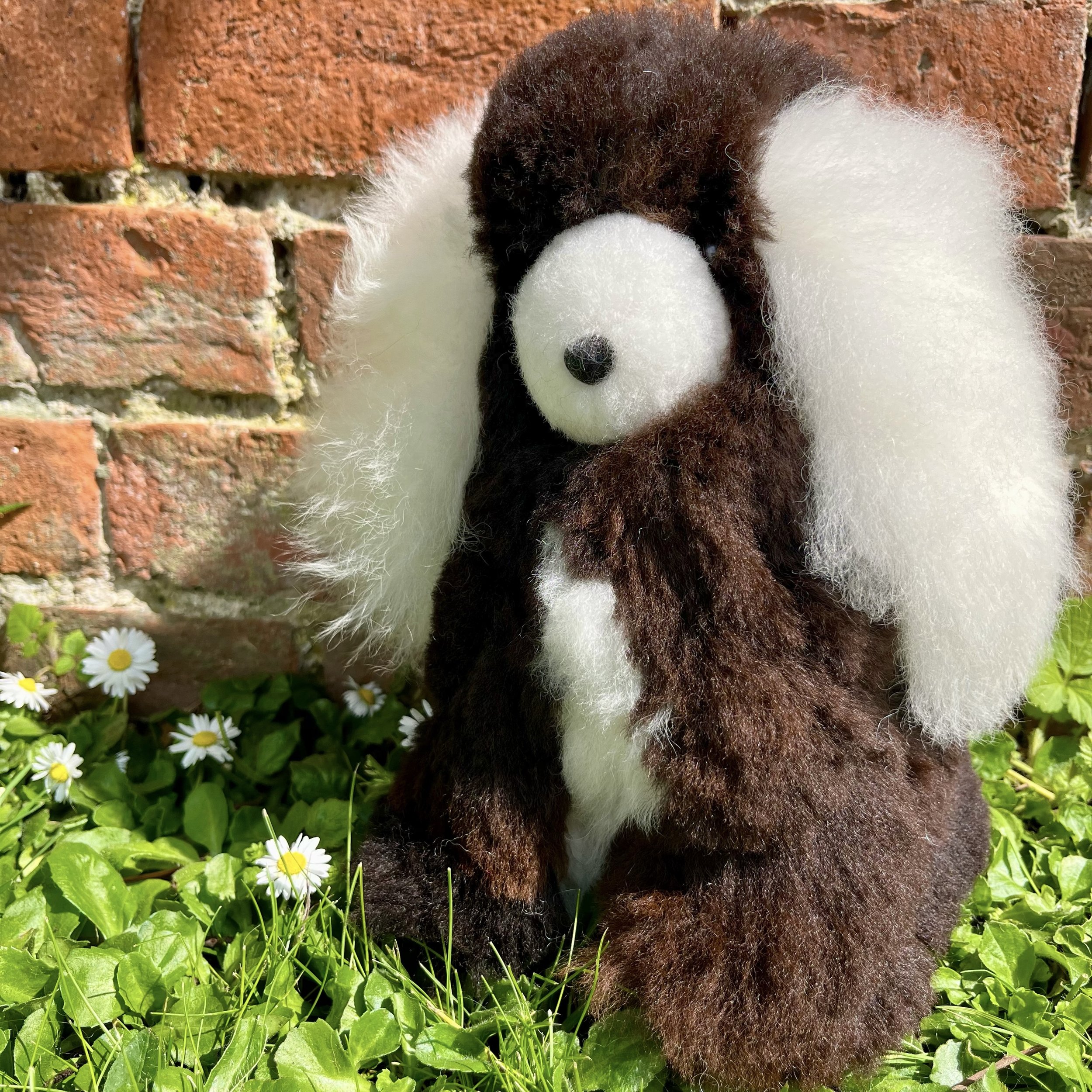 alpaca fur poodle dog in dark brown and white.jpg
