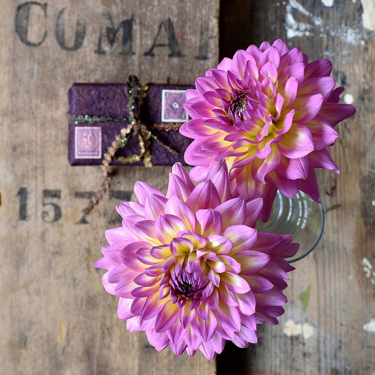 Beautiful Dahlias🌸 From @brothersfarmdorset last year. 

 #wimborne
#dahlias #dahliaphotography #floristphotography #floralphotography #floralstylist #flowerstylist #flowerphotography