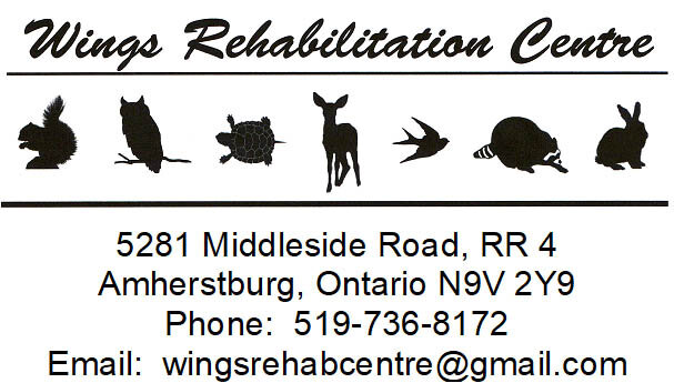 Wings Rehabilitation Centre