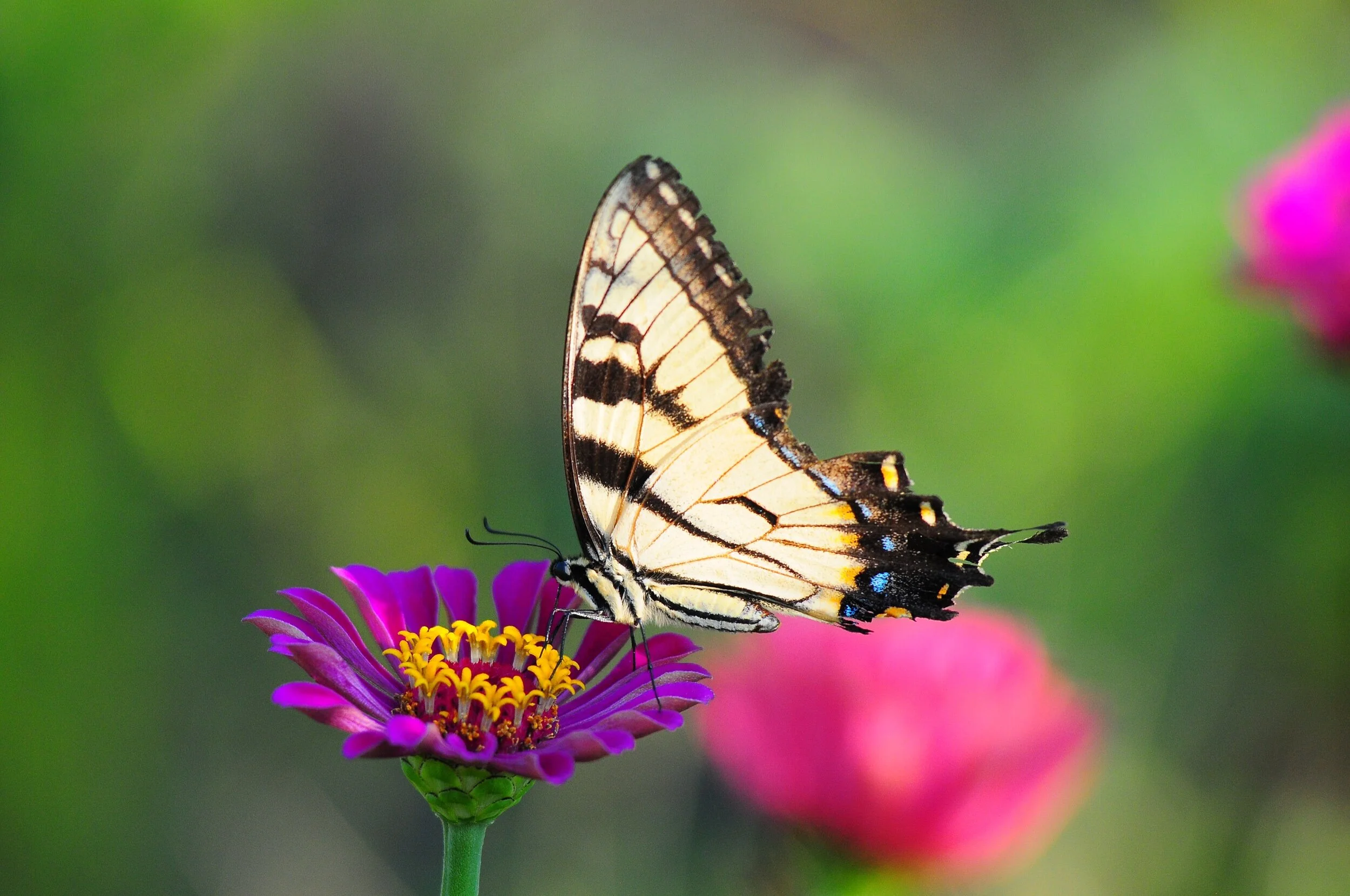 SP FA floral-2653.jpeg