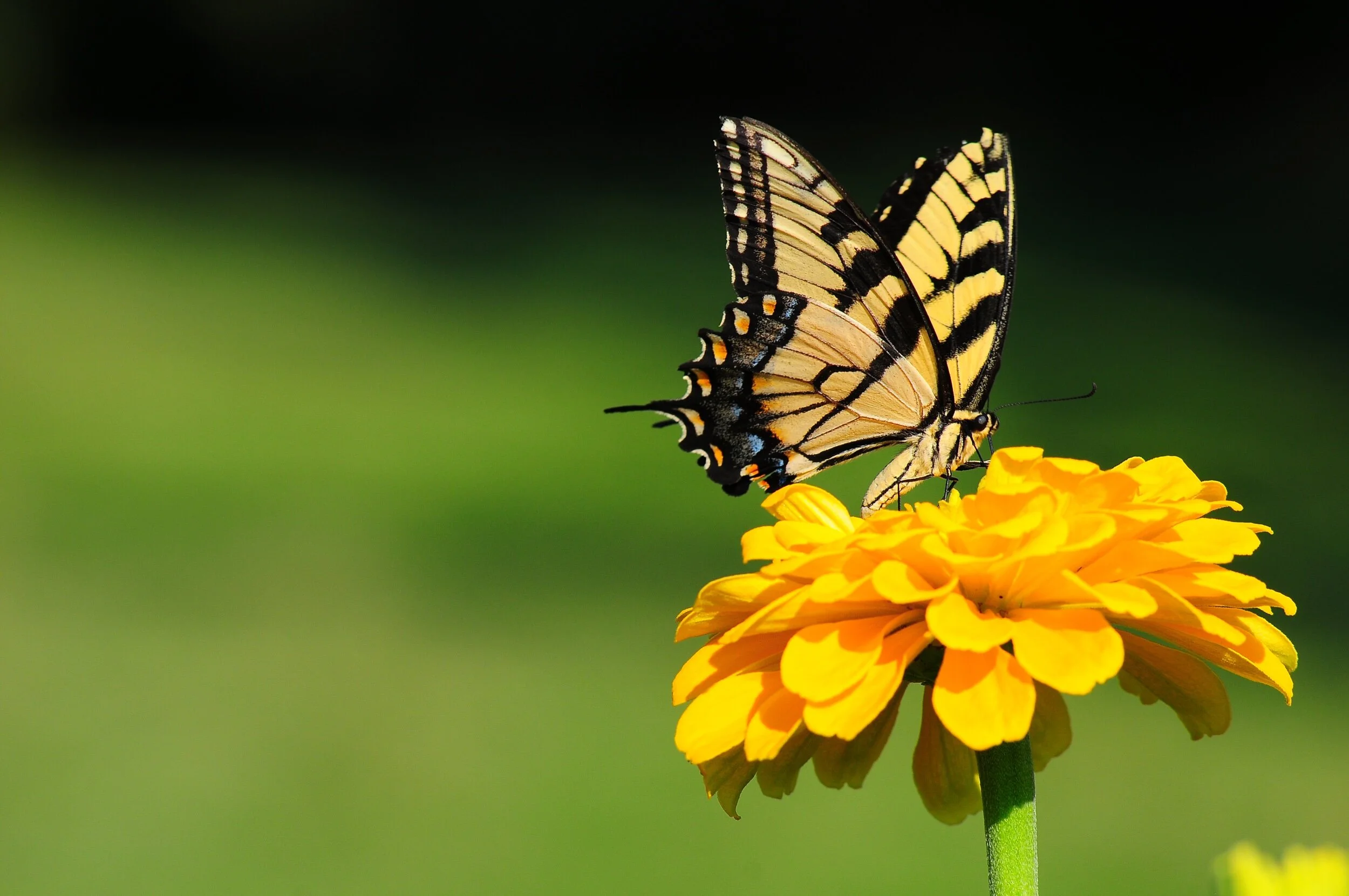 SP FA floral -9568.jpeg