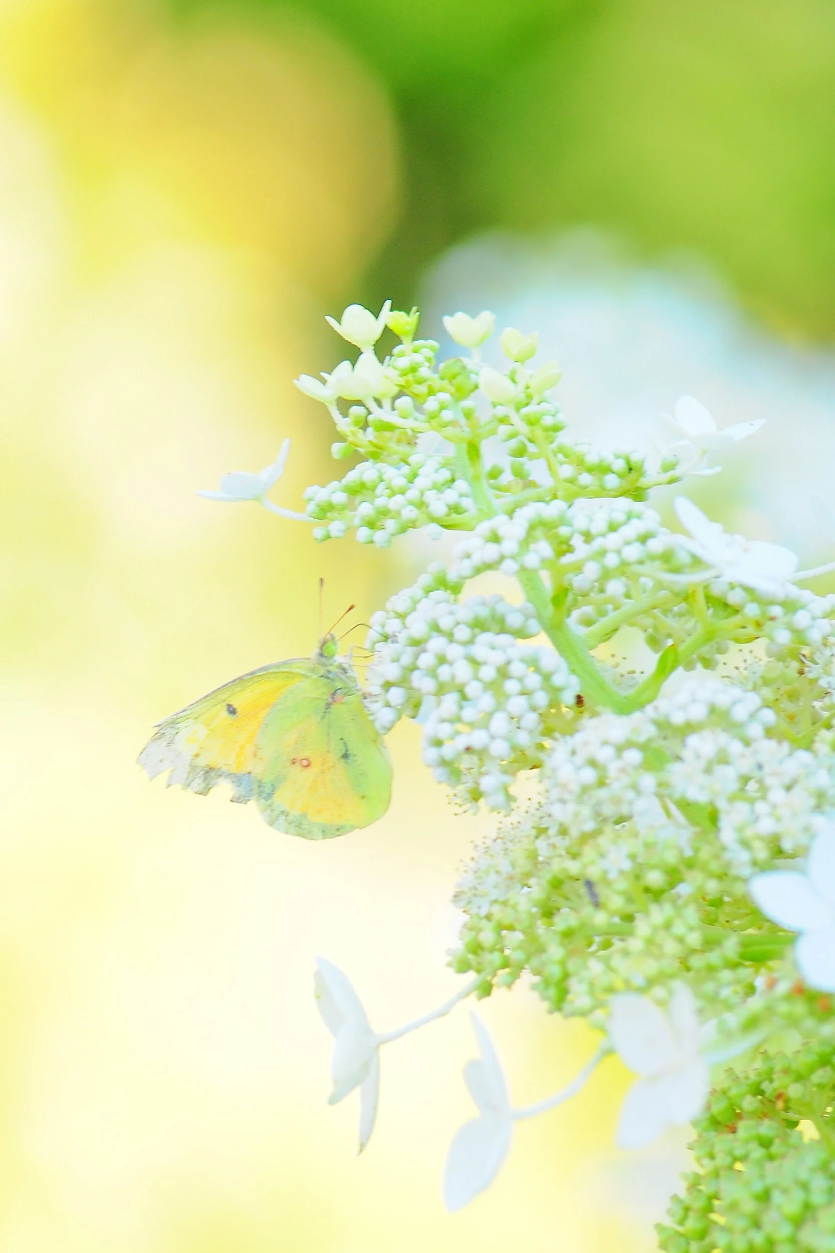 SP FA floral -9860.jpeg