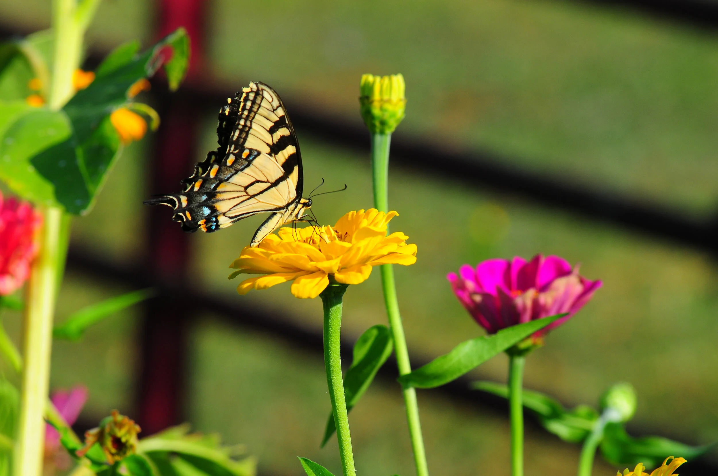 SP FA floral -9705.jpg