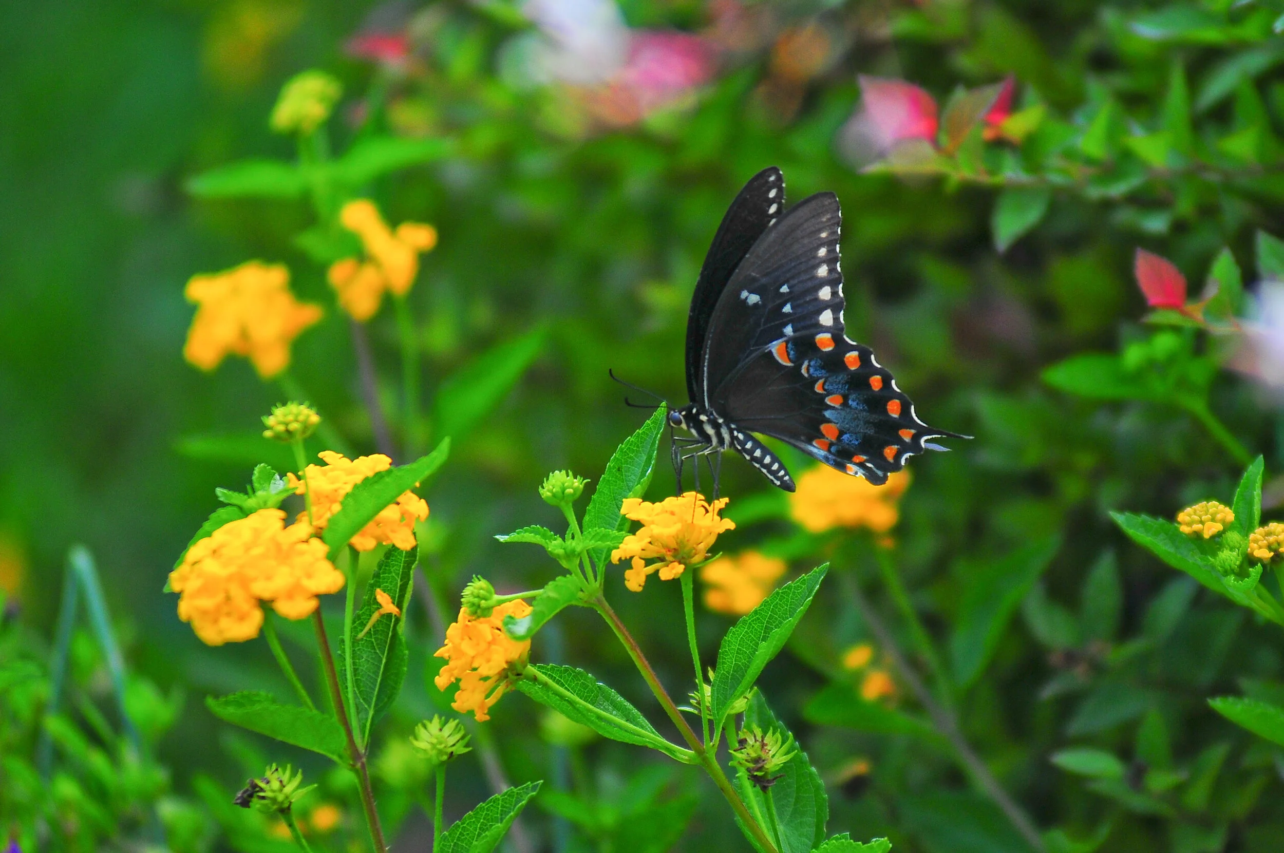 SP FA floral-0714-2.jpg