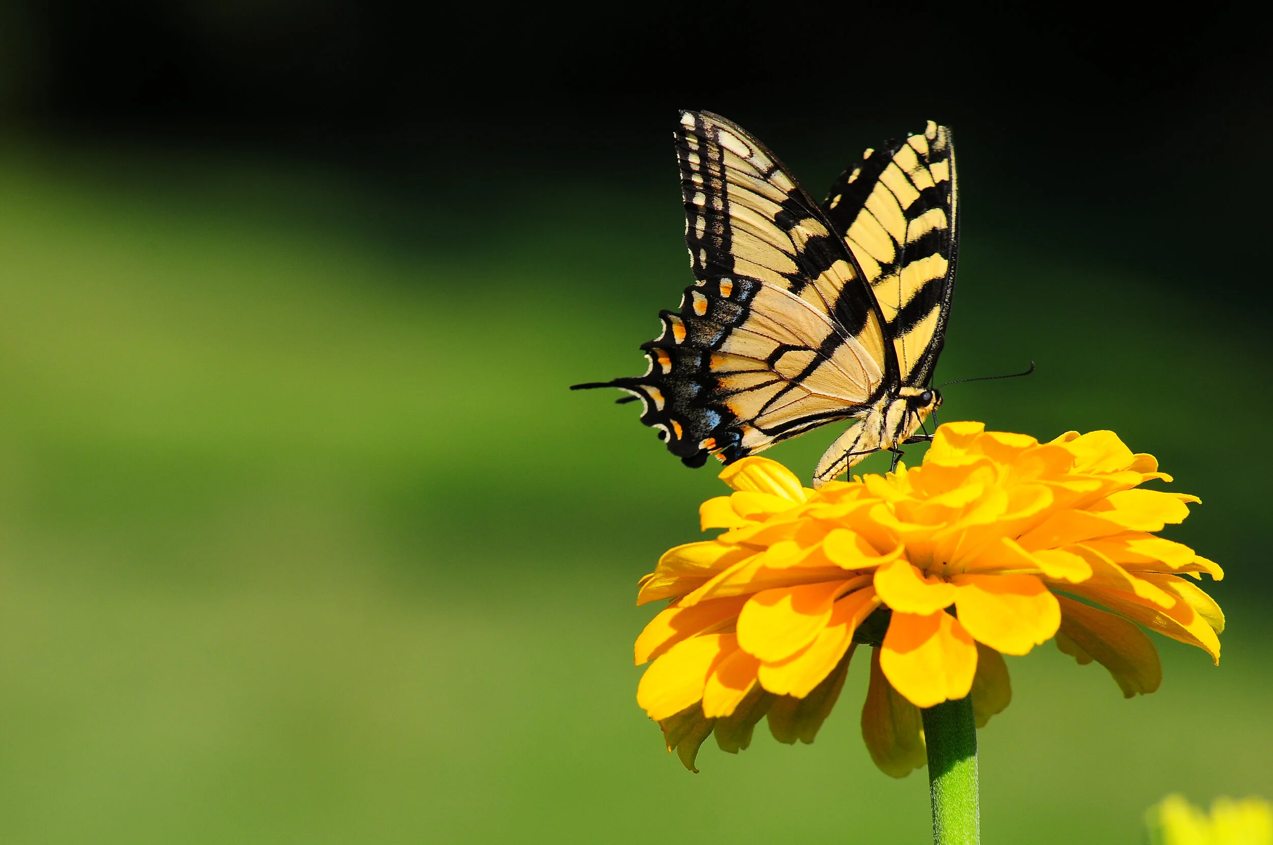 SP FA floral-9568.jpg