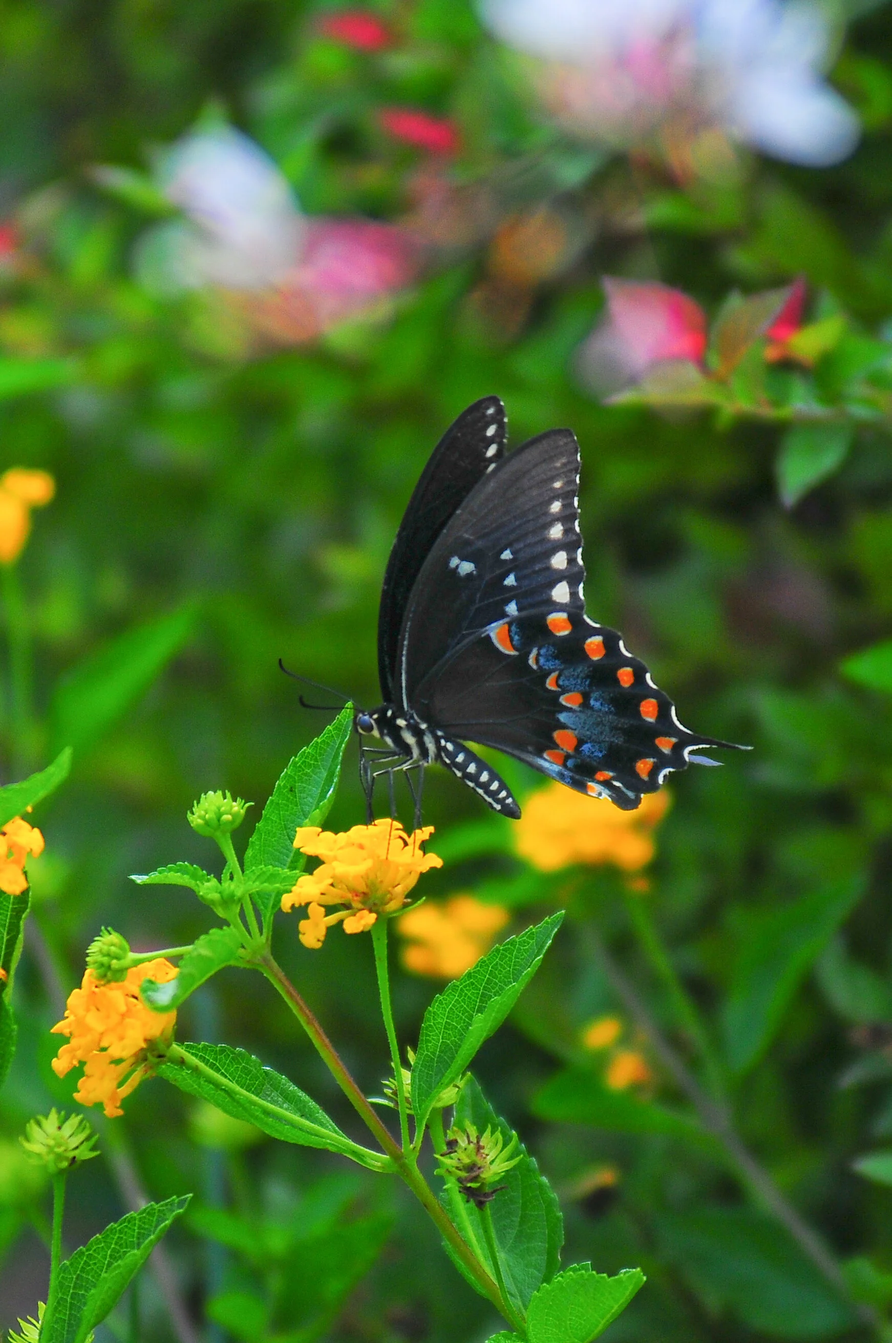 SP FA floral-0714-3.jpg