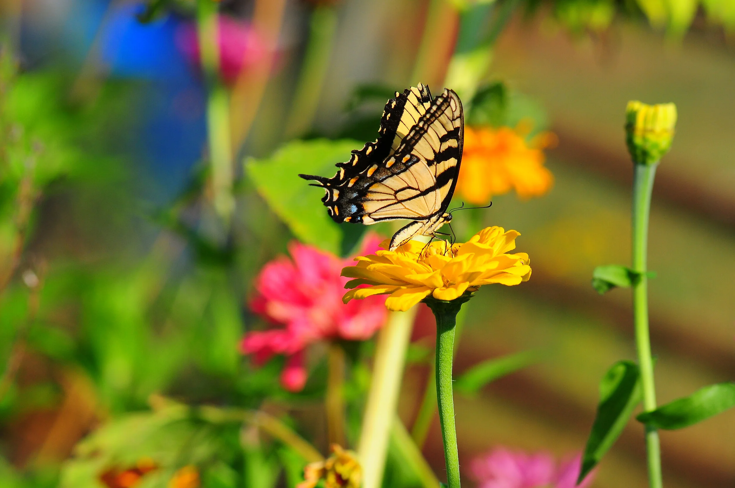 SP FA floral-9551.jpg