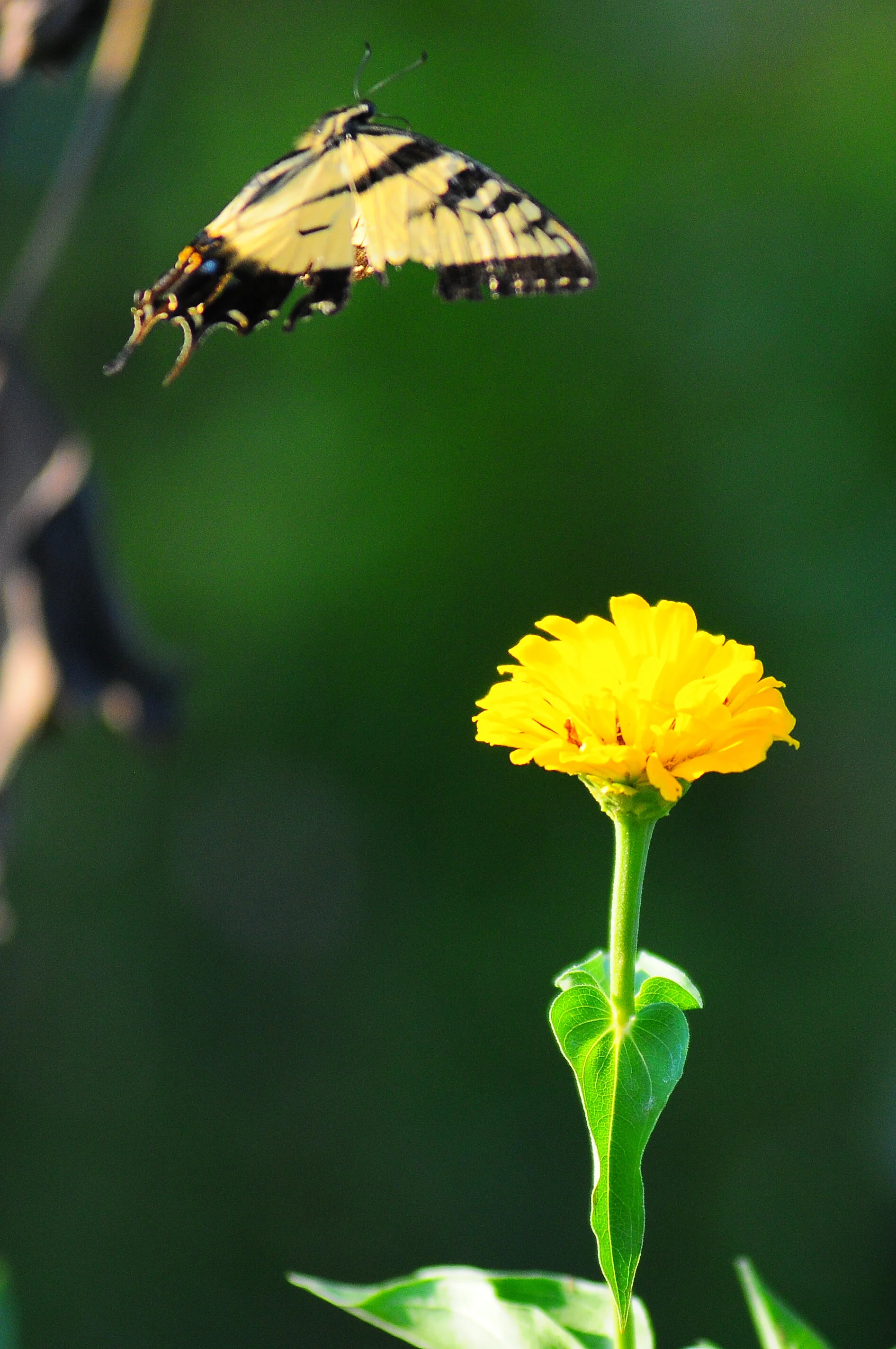 SP FA floral-2740-2.jpg