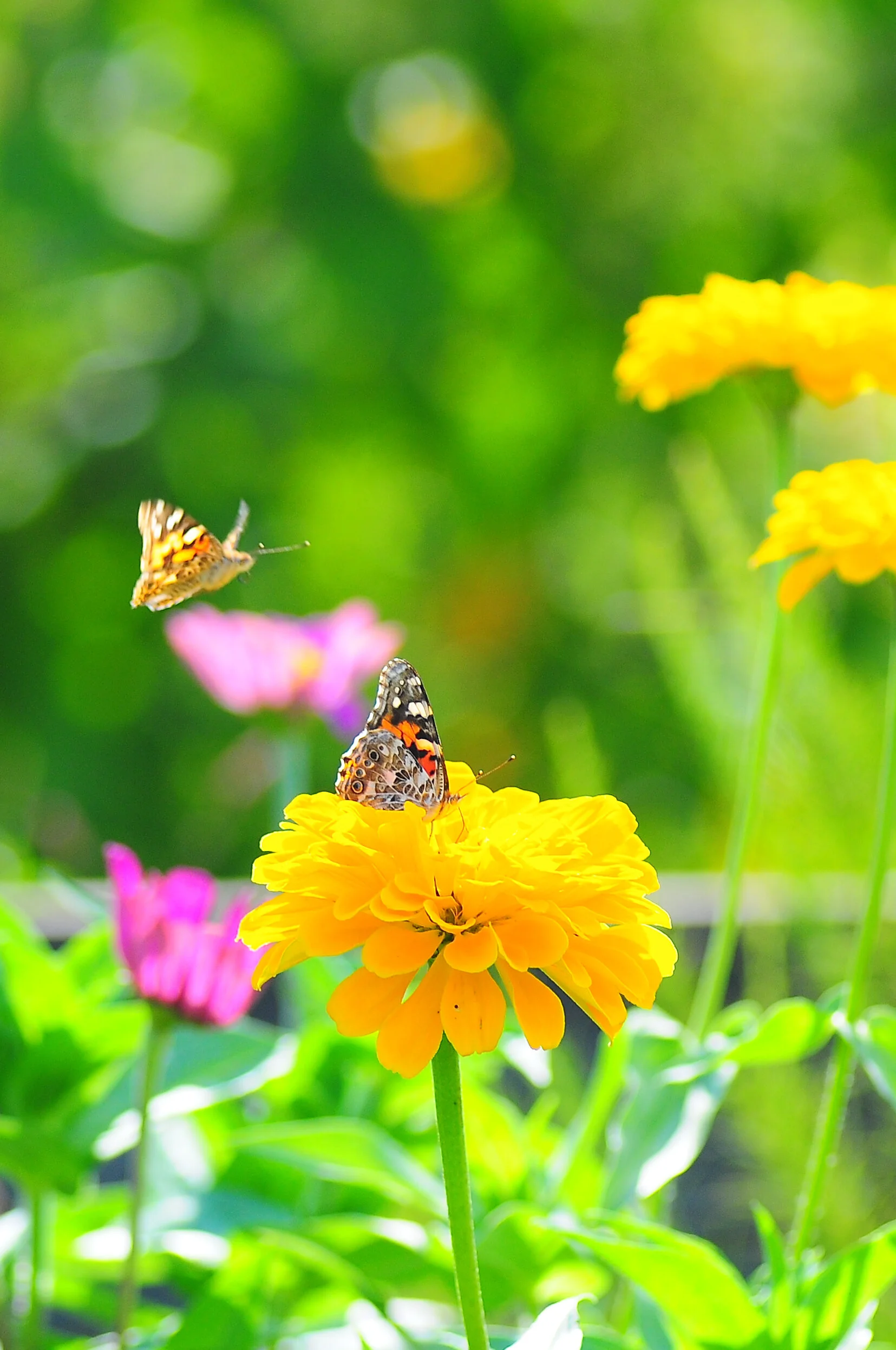 SP FA floral-0800.jpg