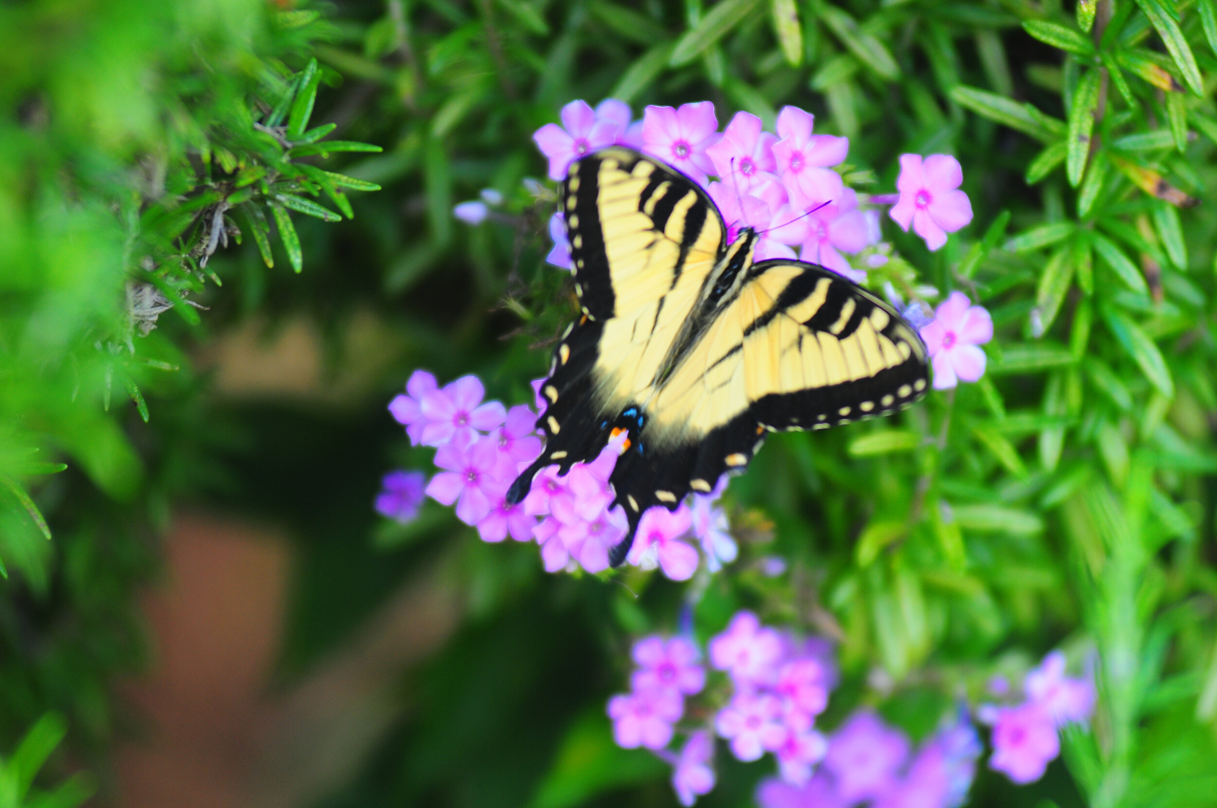 SP FA floral-0744.jpg