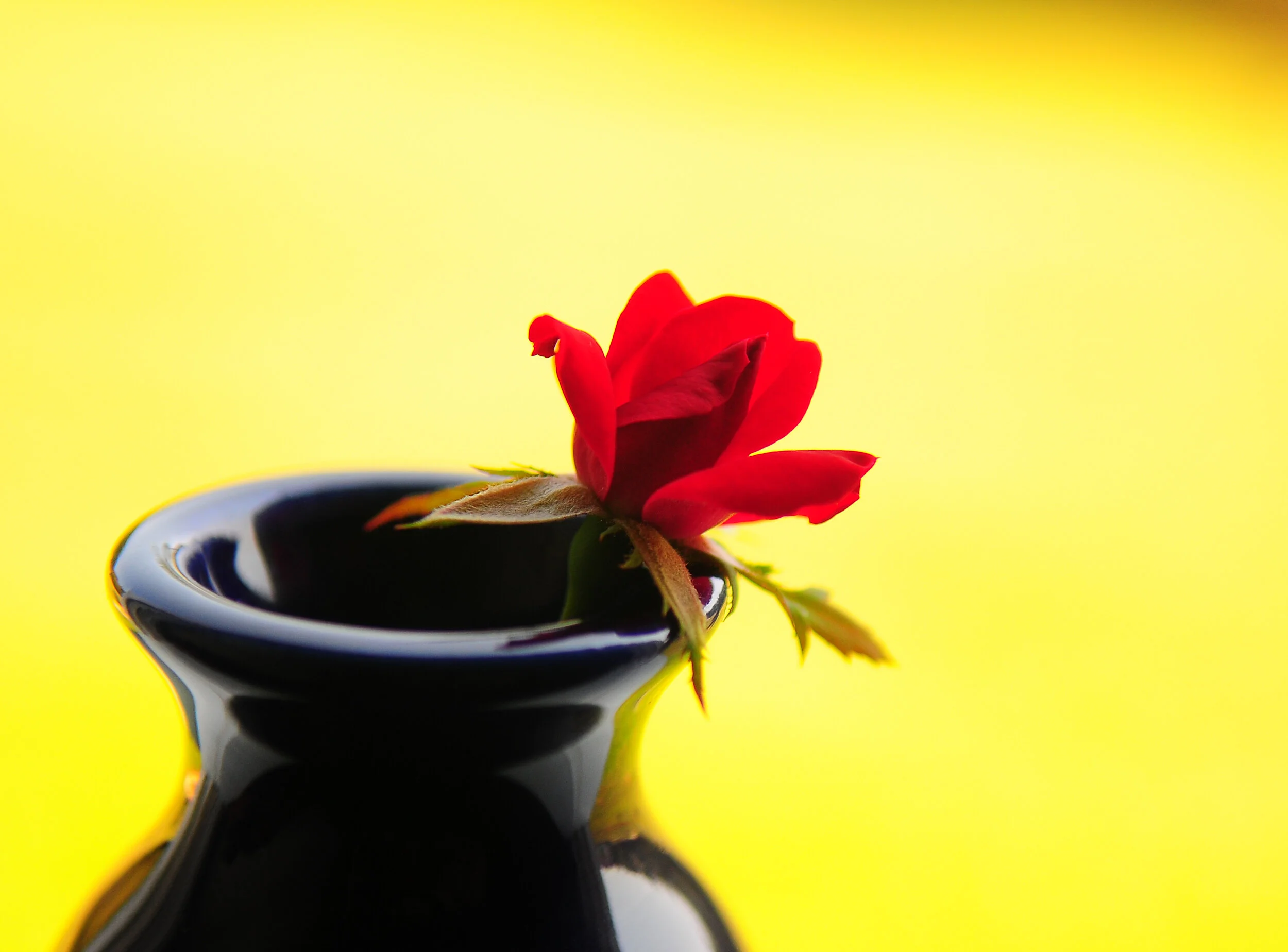 Art4Healing in the vase silvey photography--2.jpg