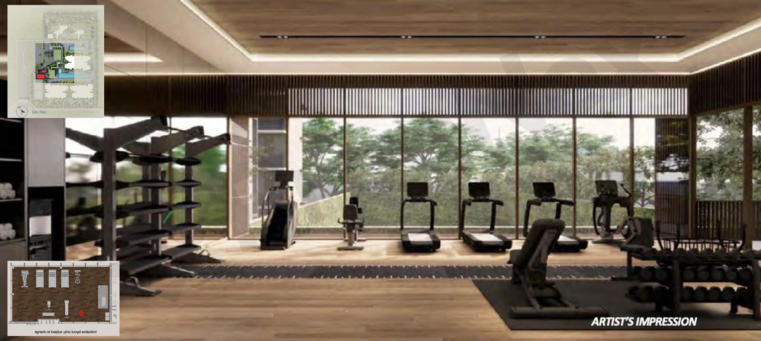 The Canopy Mirage — The Gym