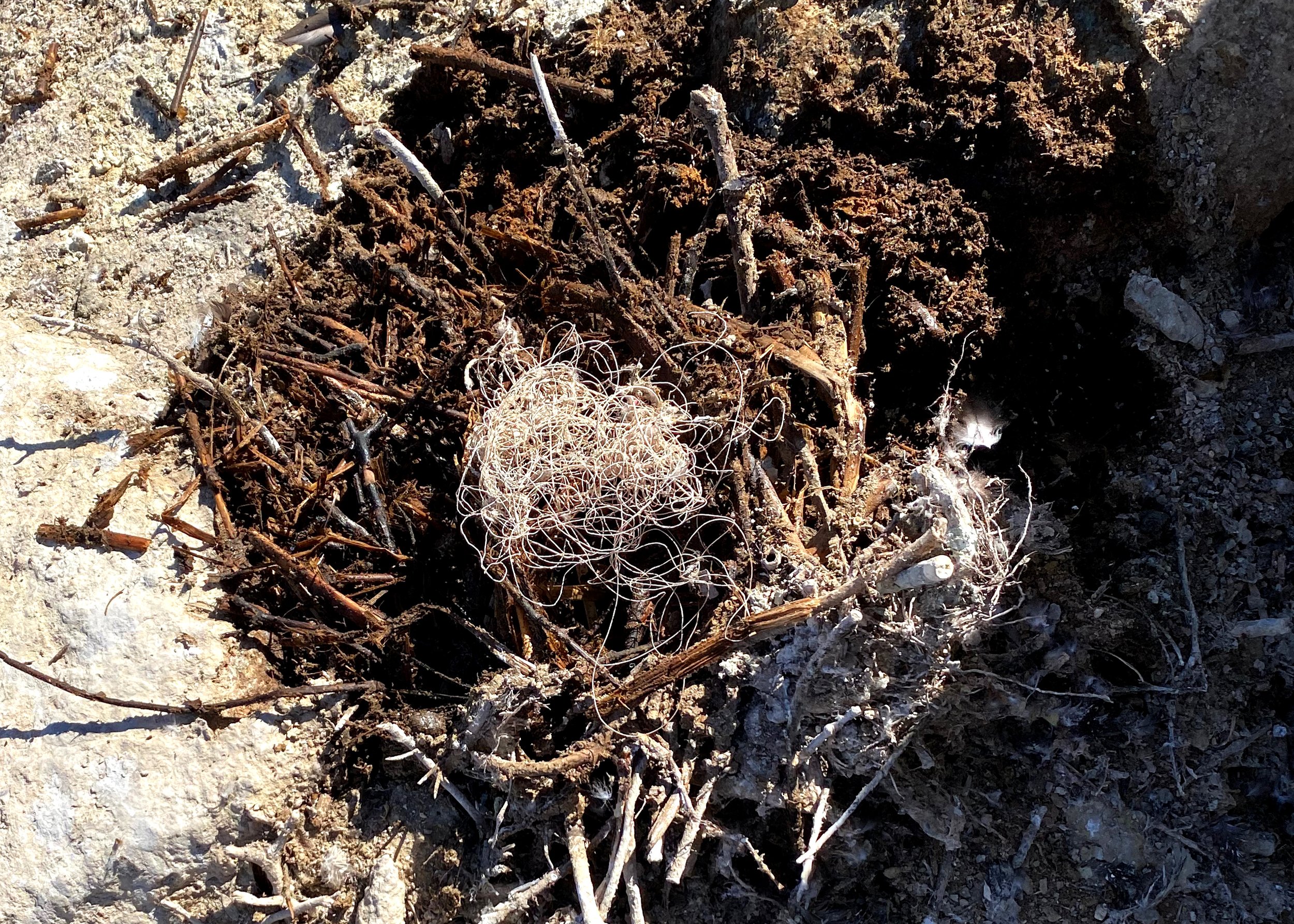 1aspirit nest with line.jpg
