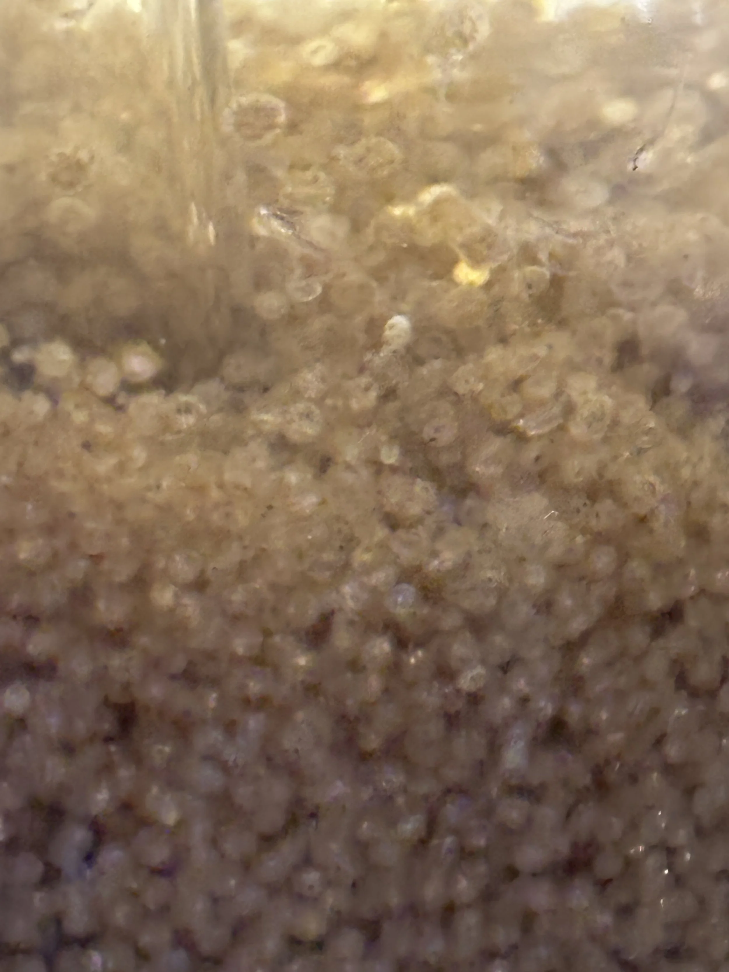 hatchery 1.JPG