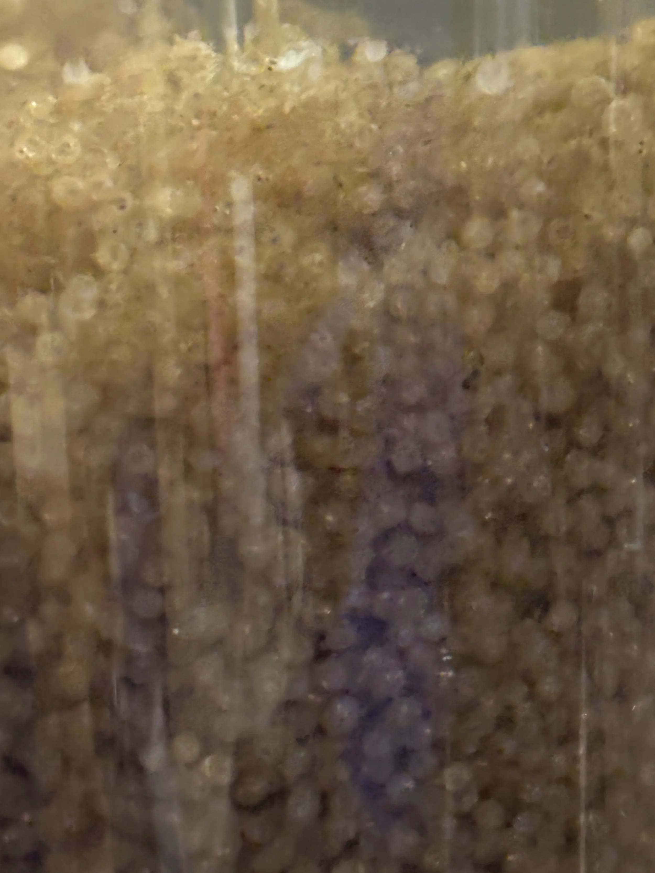 hatchery fish eggs.JPG