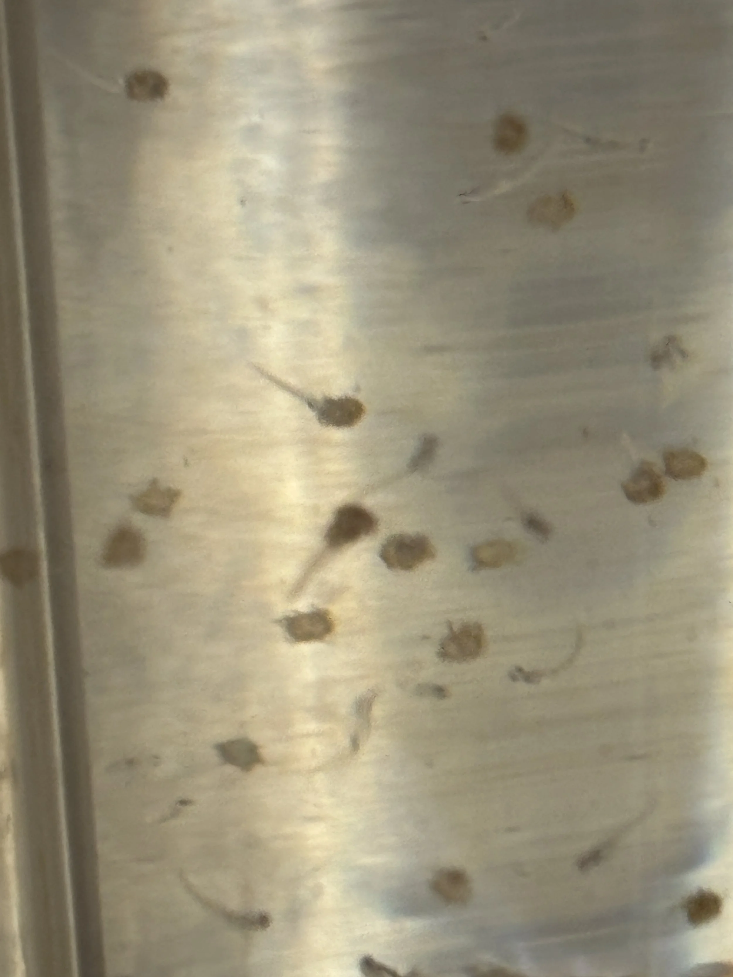 hatchery fry 1.JPG