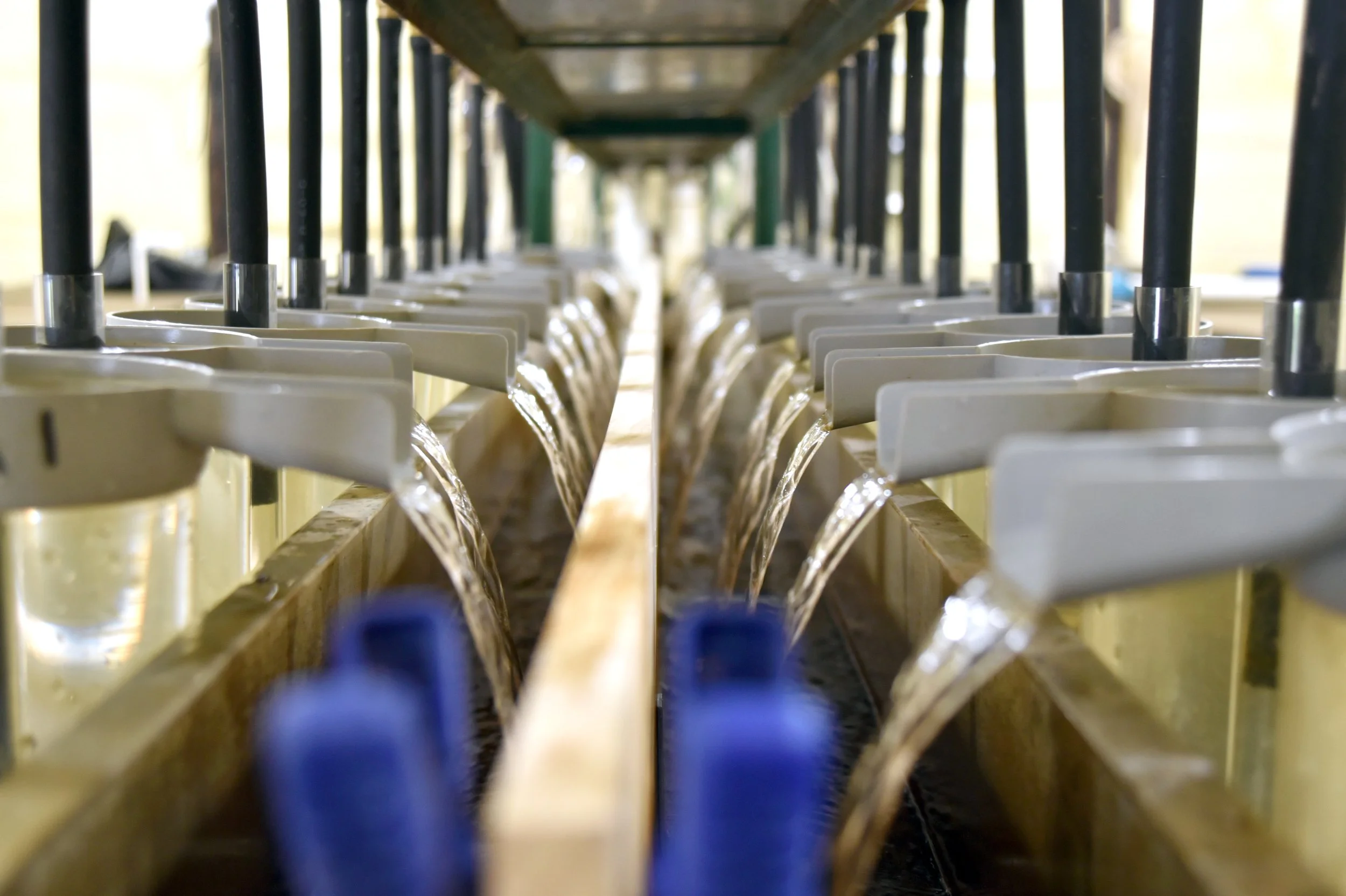 hatchery4.jpg