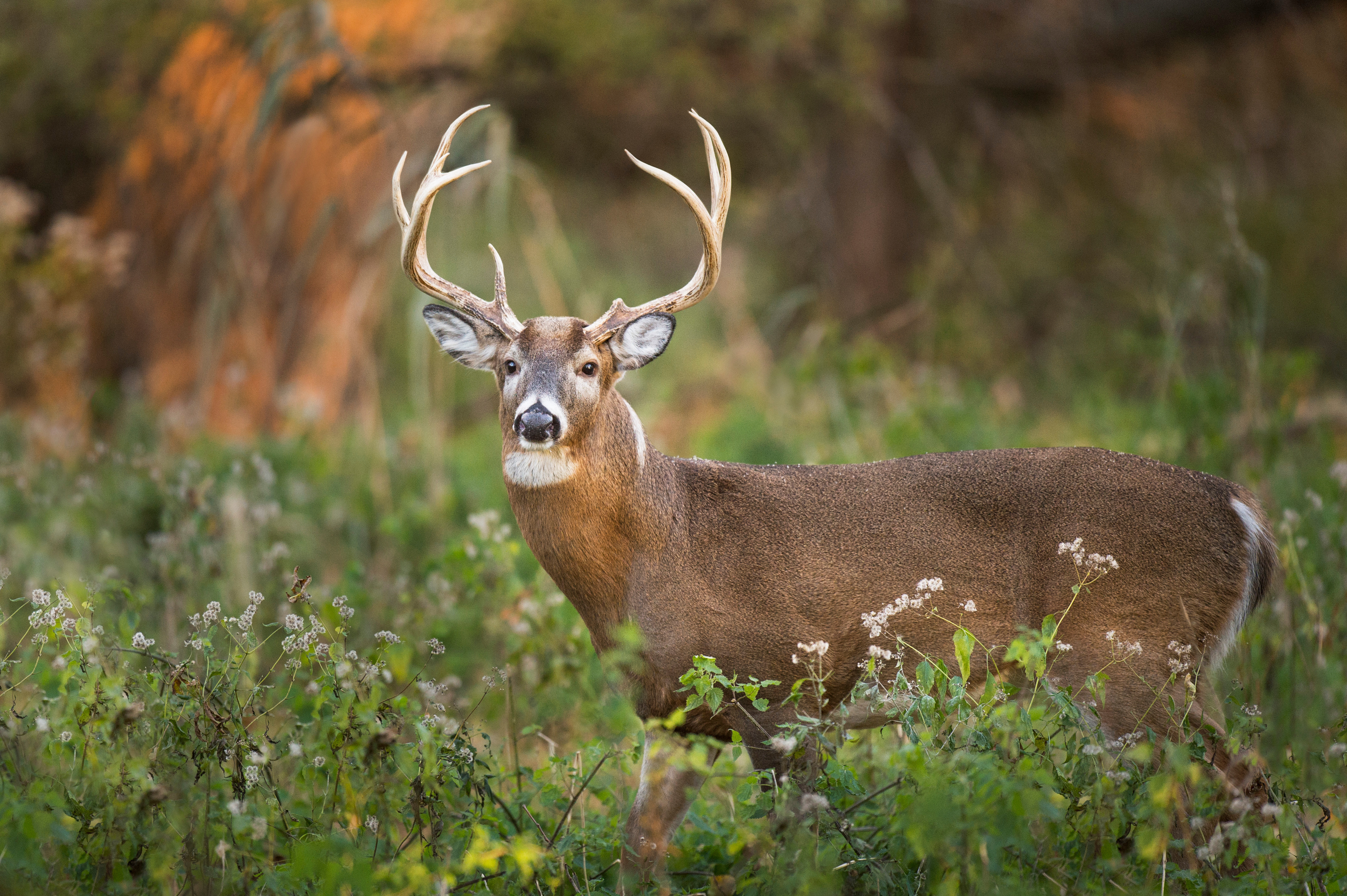 MINNESOTA DNR ADDS FIVE COUNTIES TO DEER FEEDING AND ATTRACTANT BAN