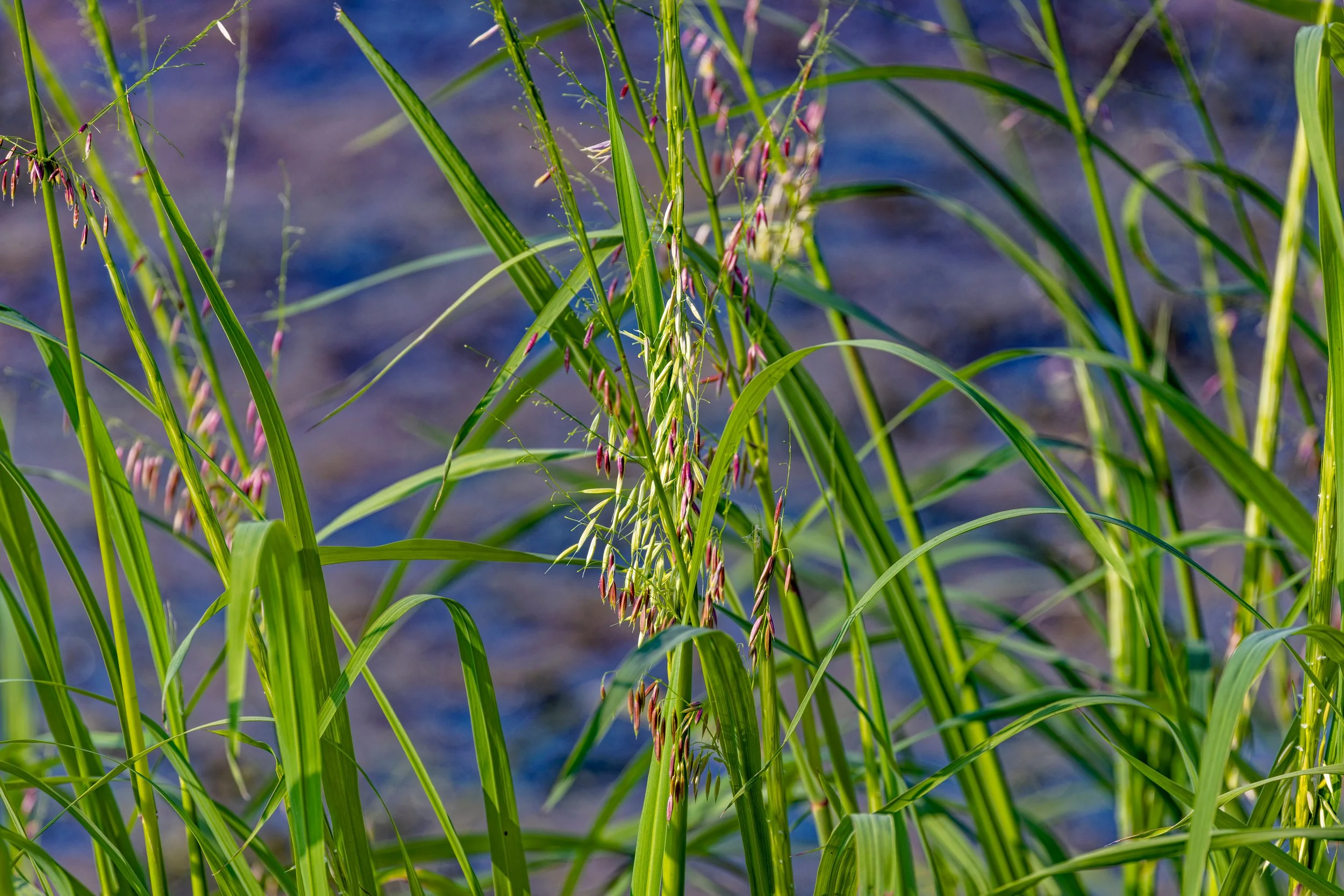 wild rice 3.jpeg