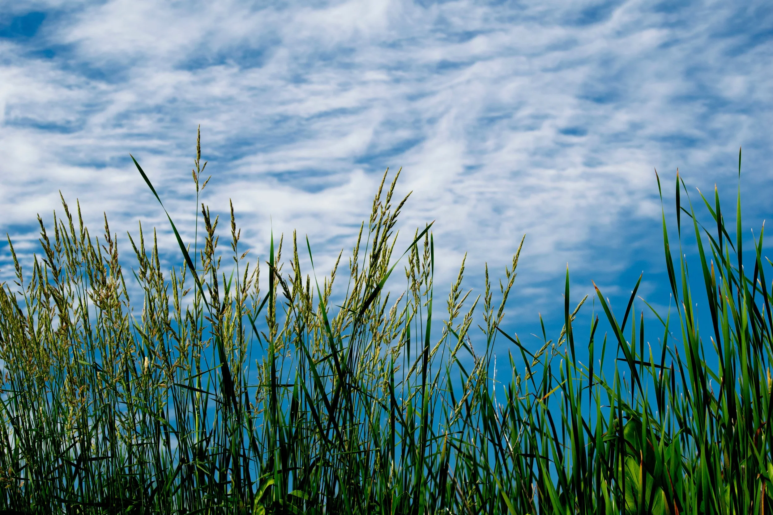 wild rice 4.jpeg