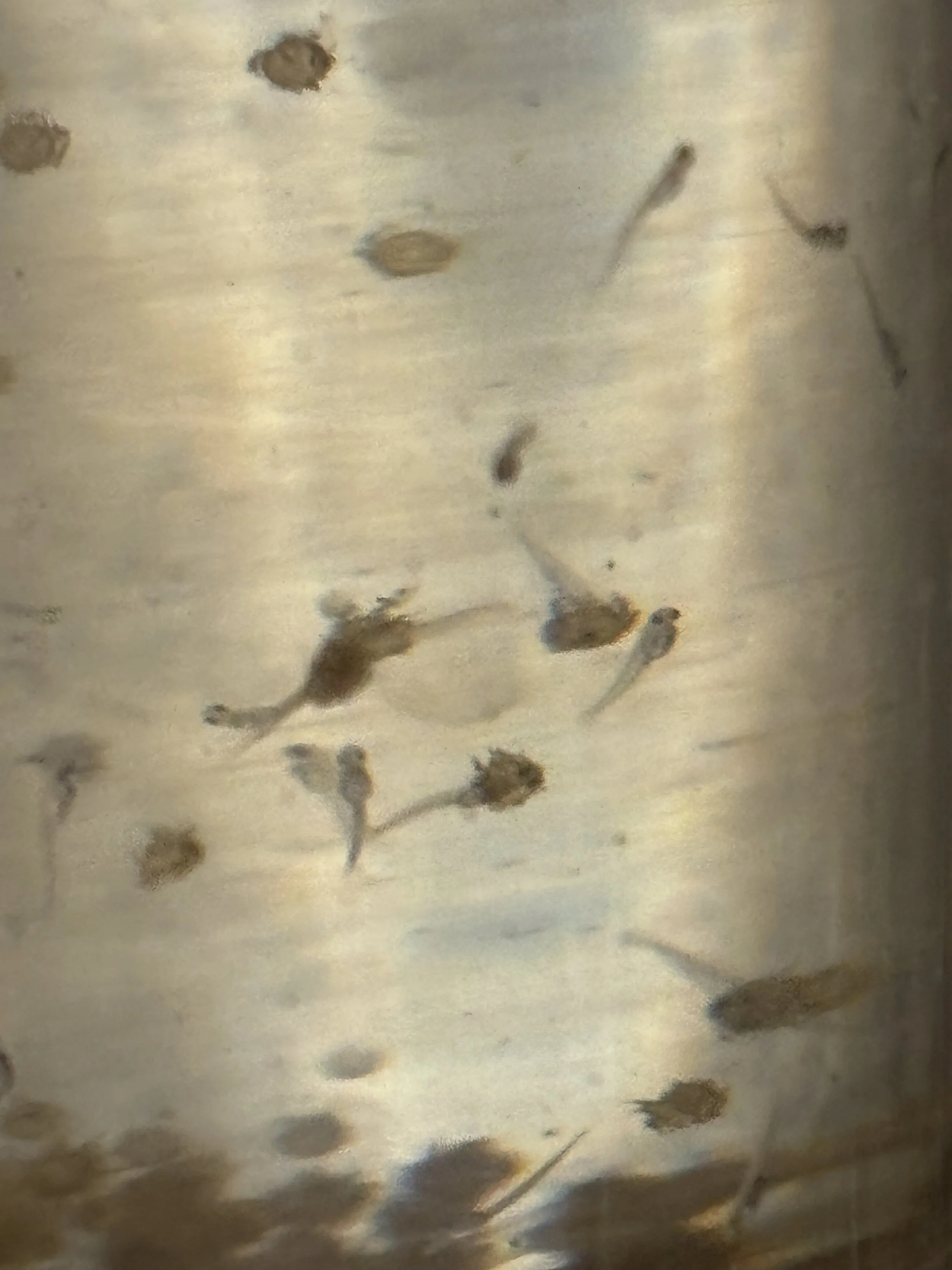 hatchery fry 2.JPG