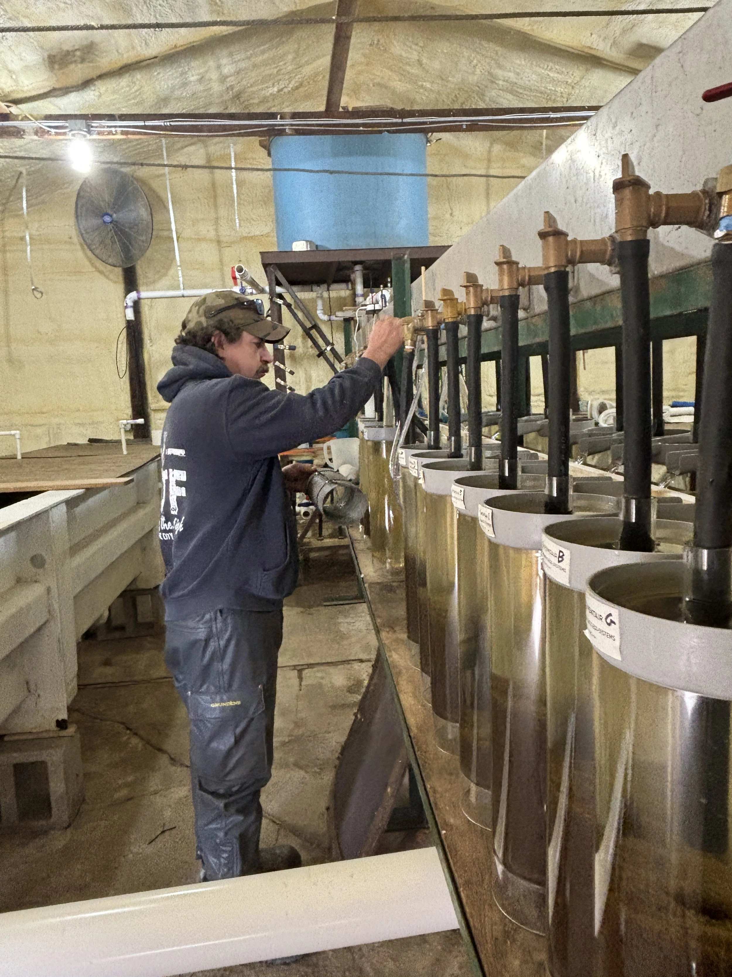 hatchery3.JPG