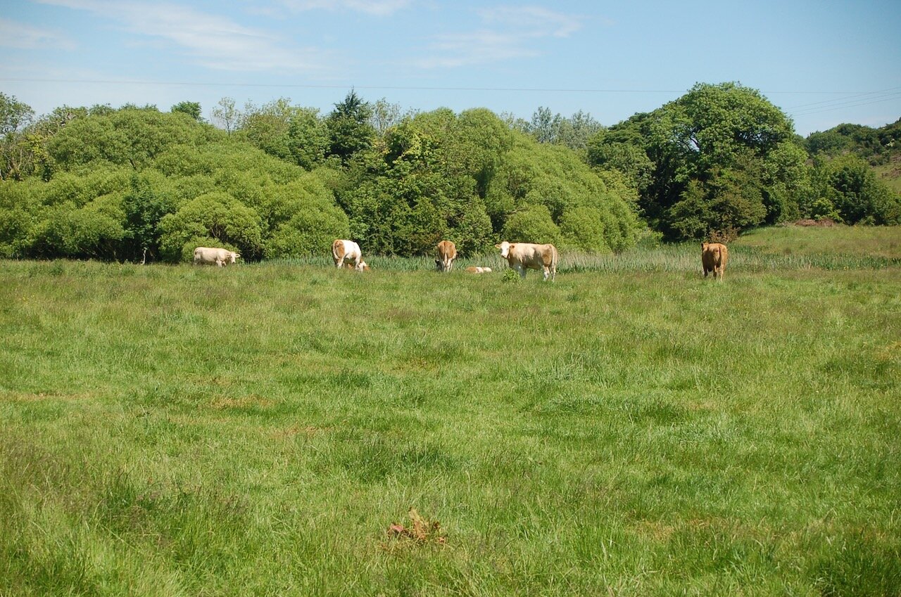 cows.jpeg