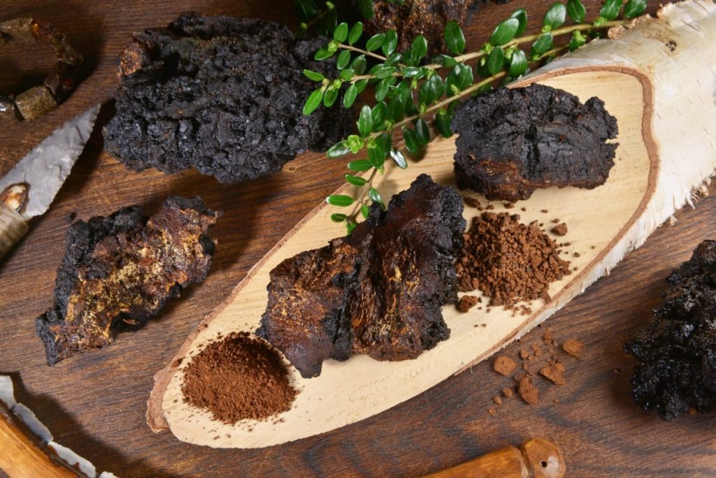 chaga-mushrooms-1024x684.jpg
