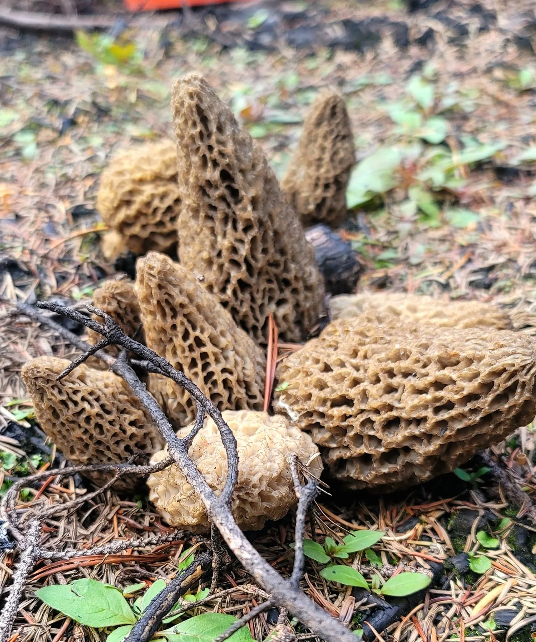 Fresh Morels — Peace Valley Foragers